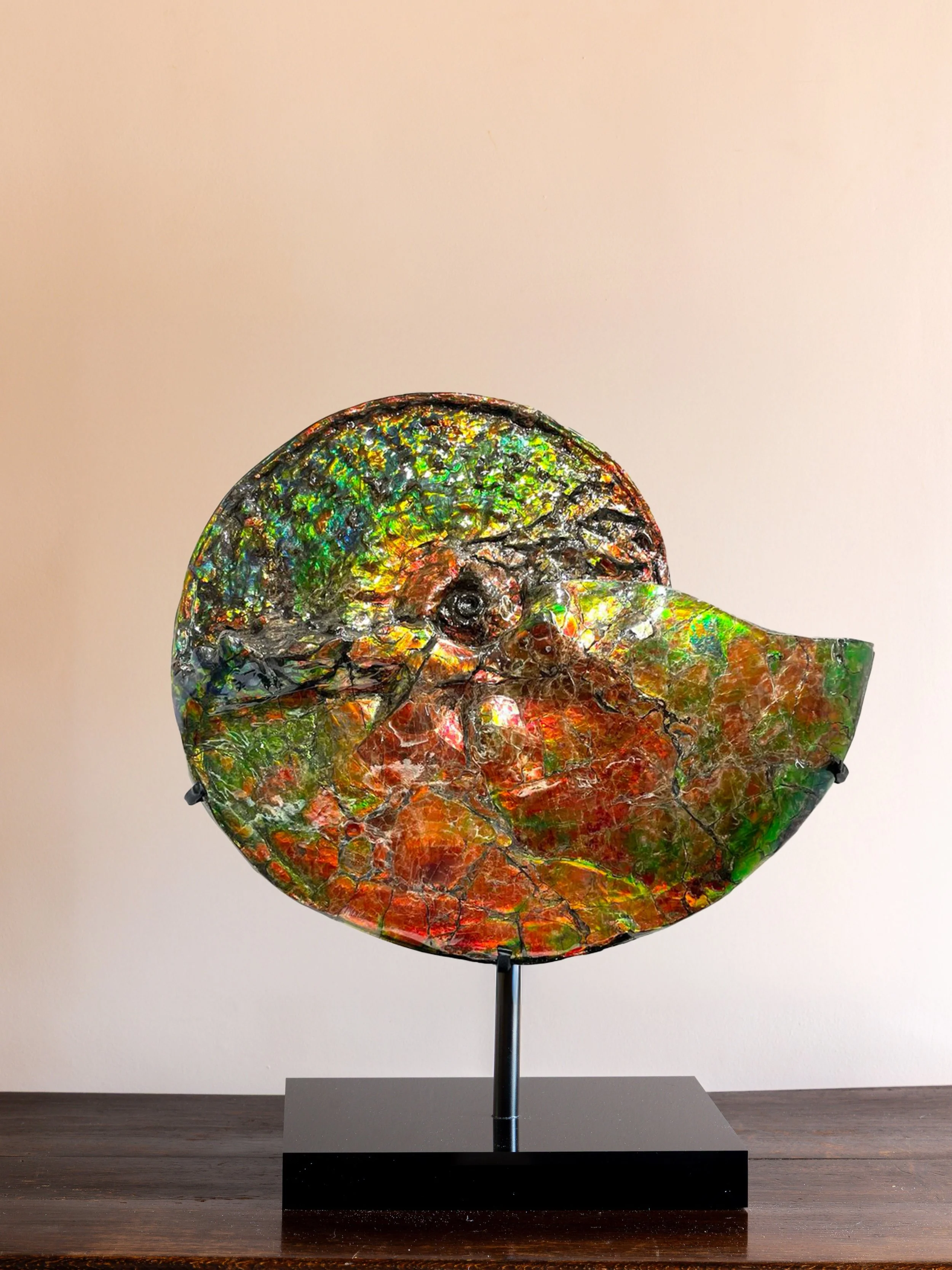 A stunning example of the iridescent ammonite fossil known as &rsquo;Ammolite&rsquo;; a fossilised shell of sea creatures who were abundant in our oceans over hundreds of millions of years ago. What makes the iridescent ammonite so special is it&rsqu