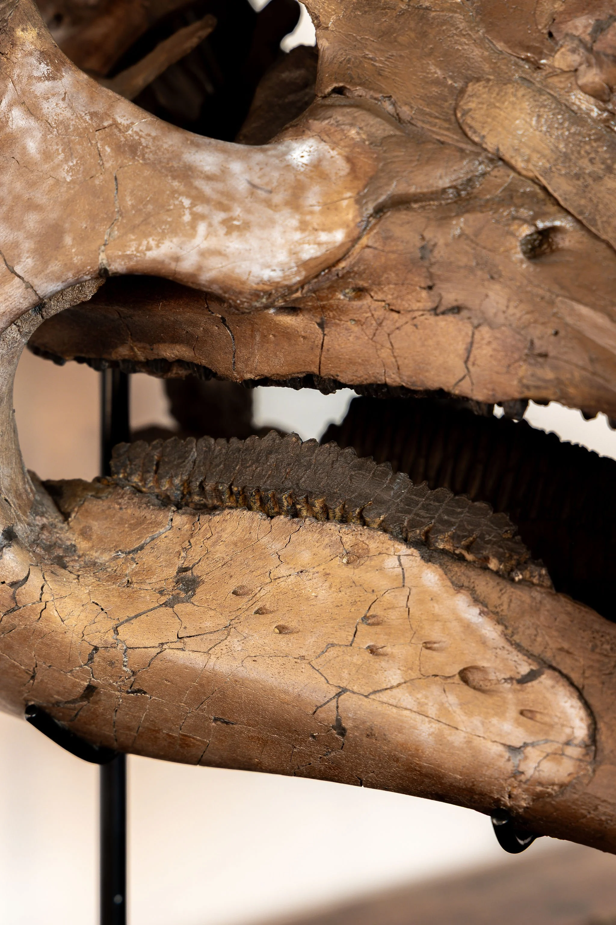 4J6A9618EO.Highres.jpg