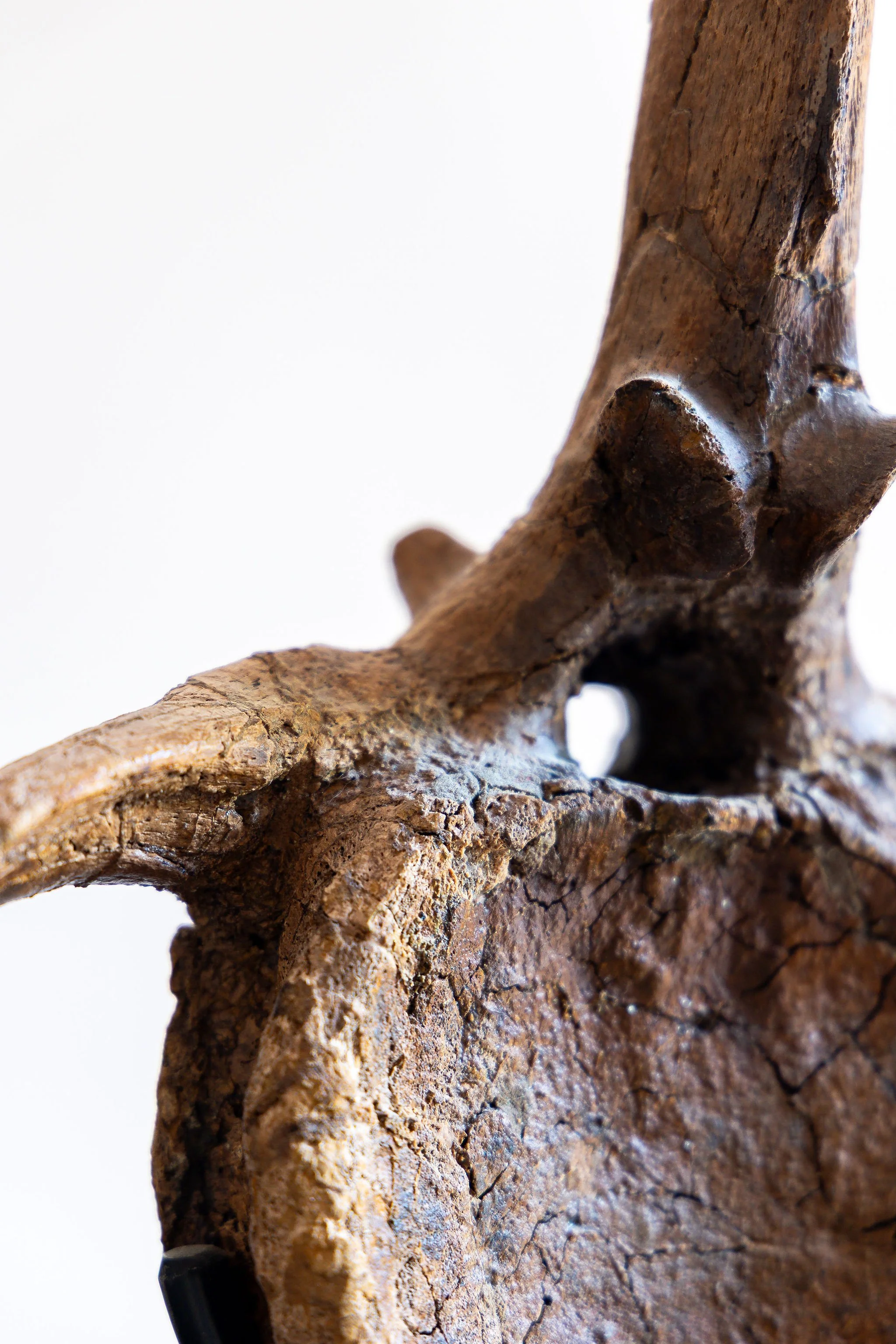 4J6A9373EO.Highres.jpg