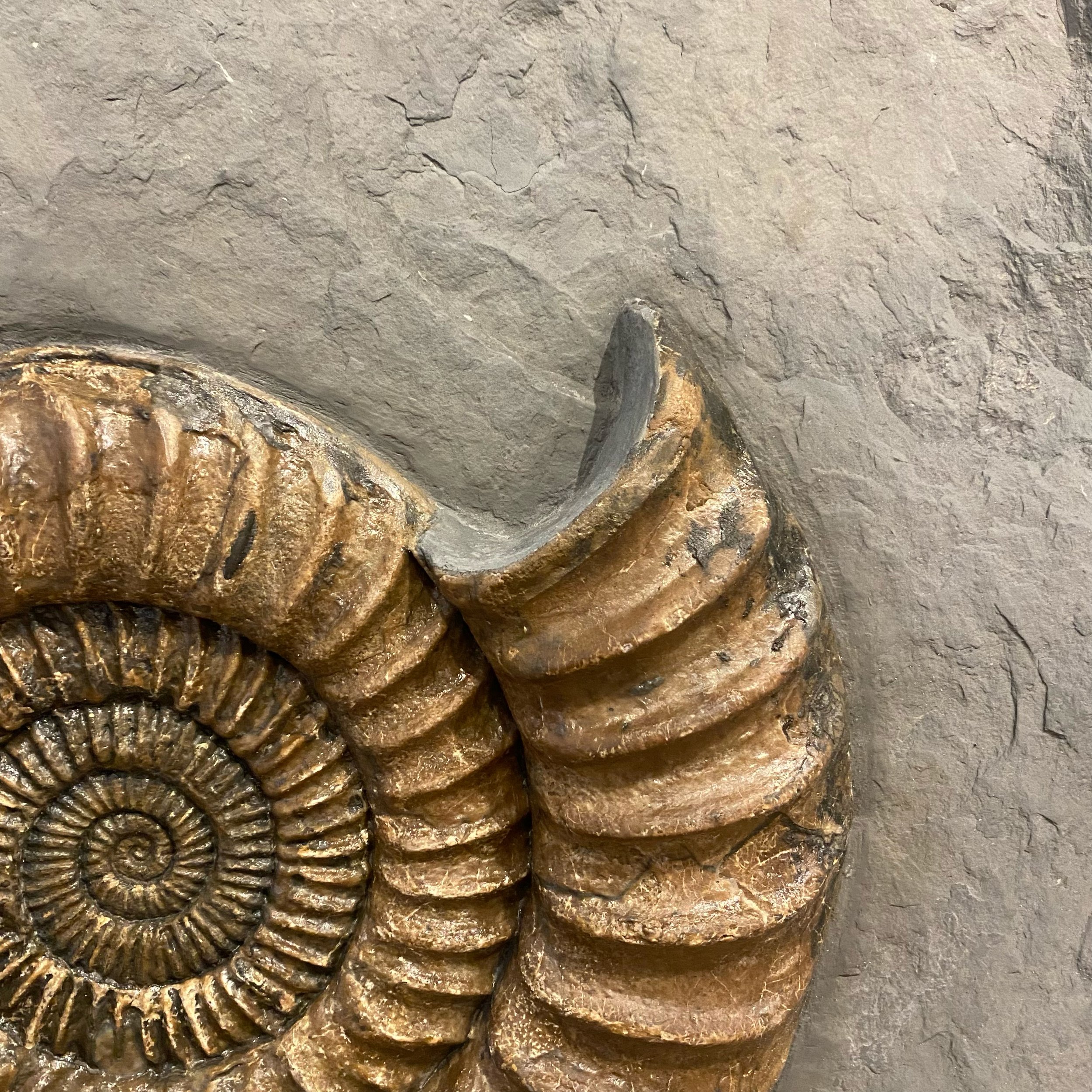 extraordinary-objects-natural-history-fossilised-ammonite-plate-detail-2.jpg