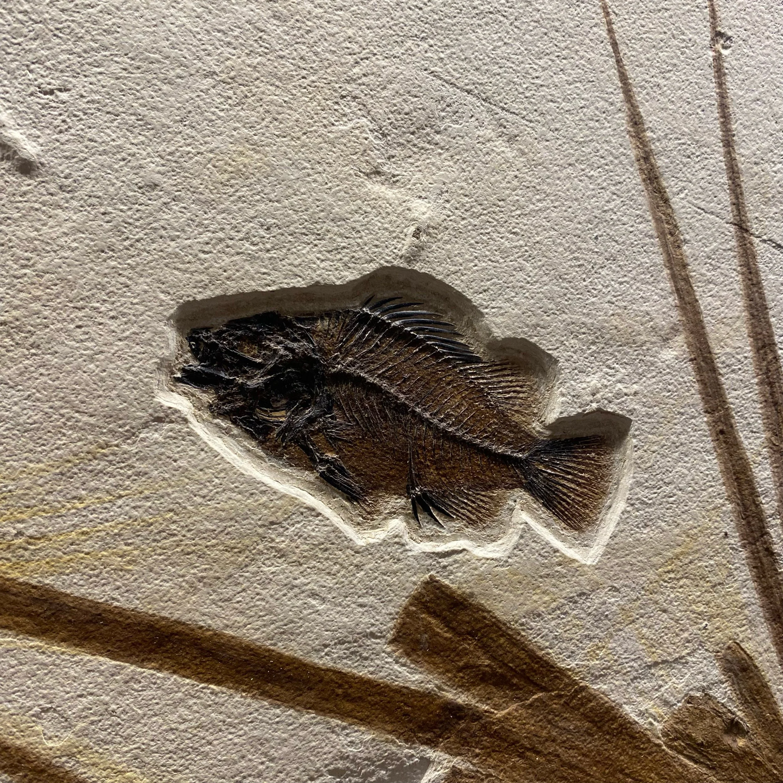 extraordinary-objects-natural-history-fossilised-palm-closeup.jpg