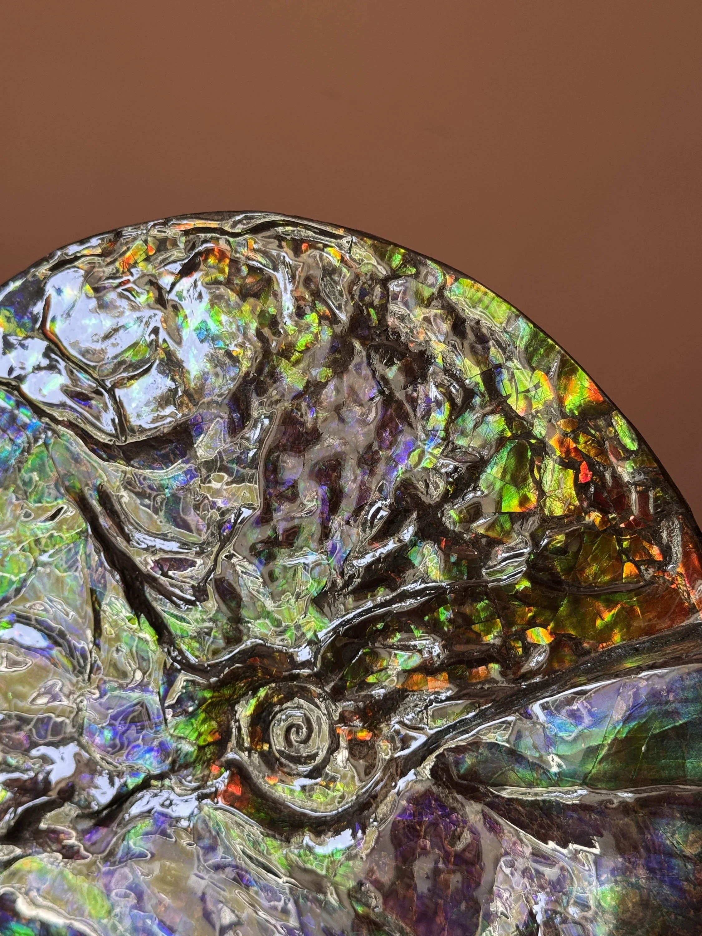 Ammonites, Ammolite and Colour From Deep Time