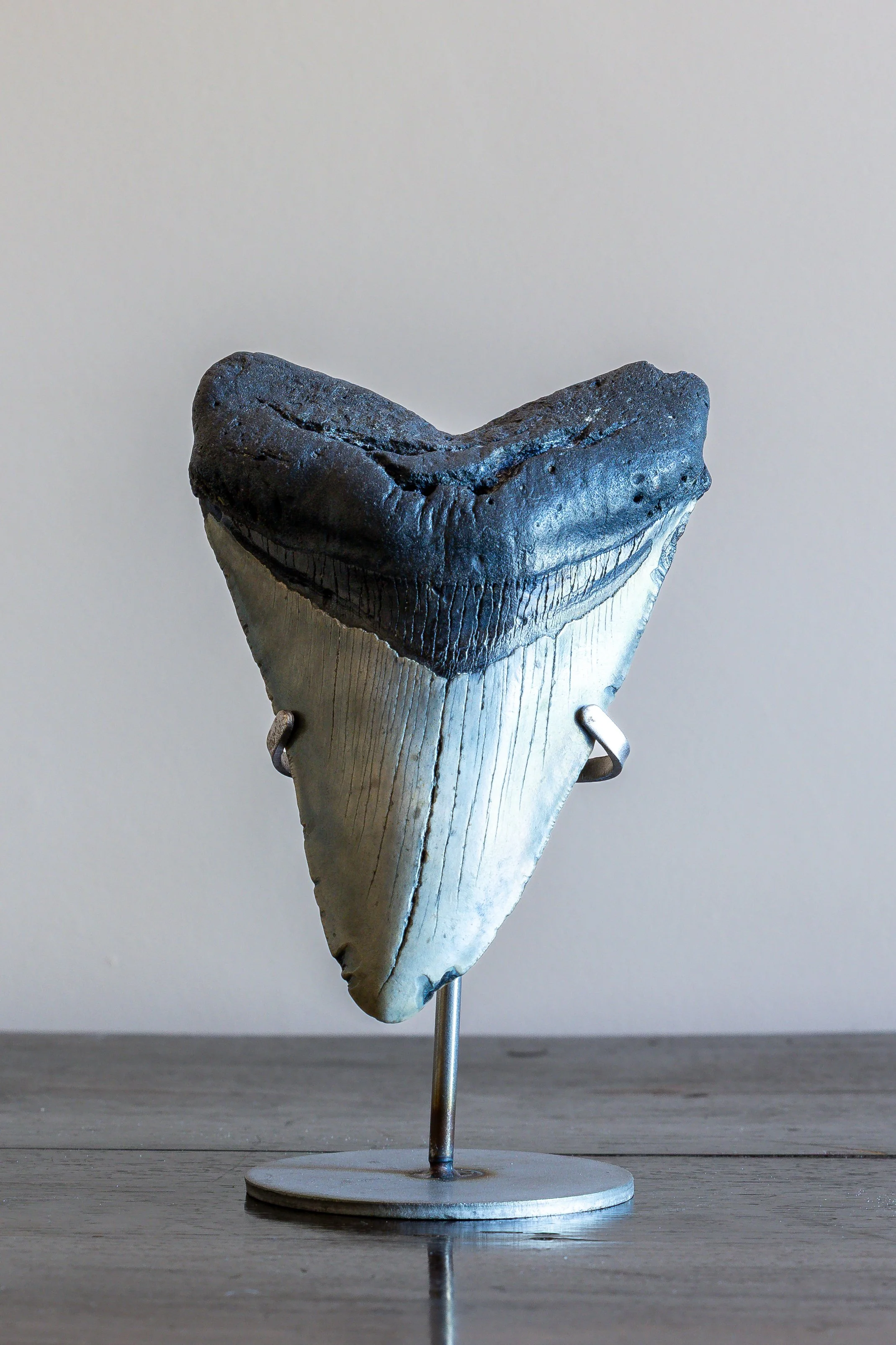 Fossilised Megalodon Shark Tooth