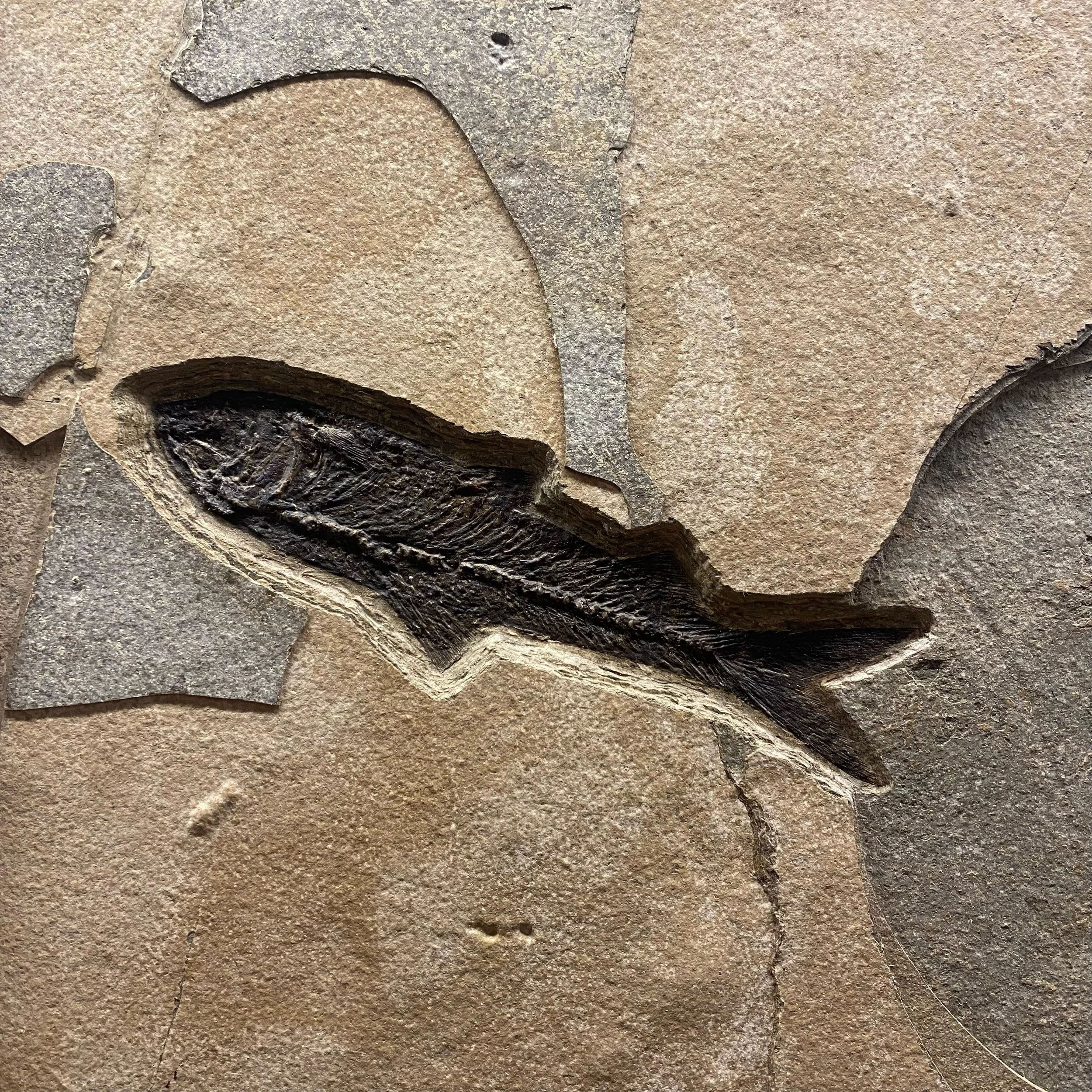 extraordinary-objects-natural-history-fossilised-fishplate-6-detail.jpg