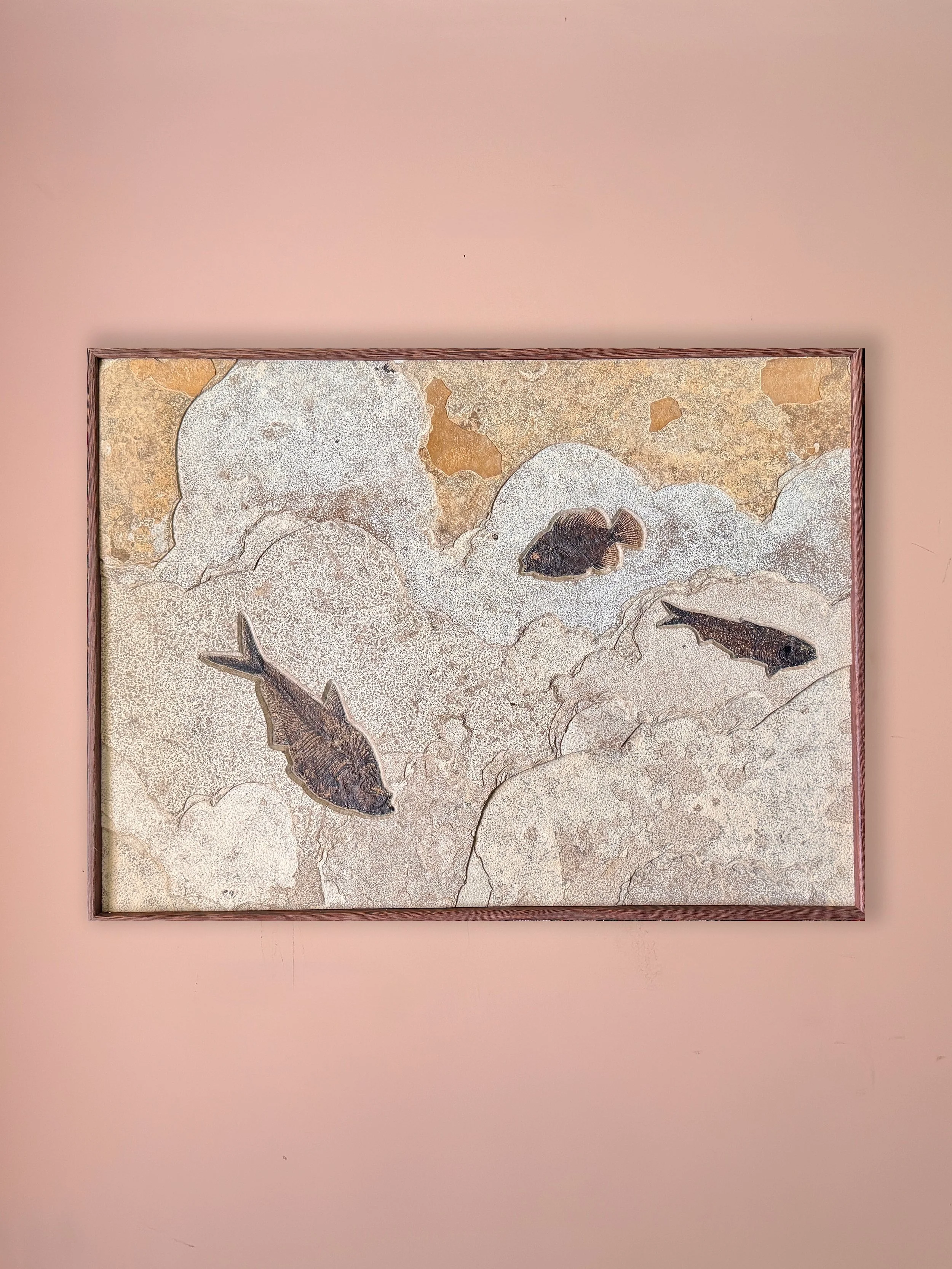 extraordinary-objects-fossilised-fish-plate-medium-in-situ-3.jpg