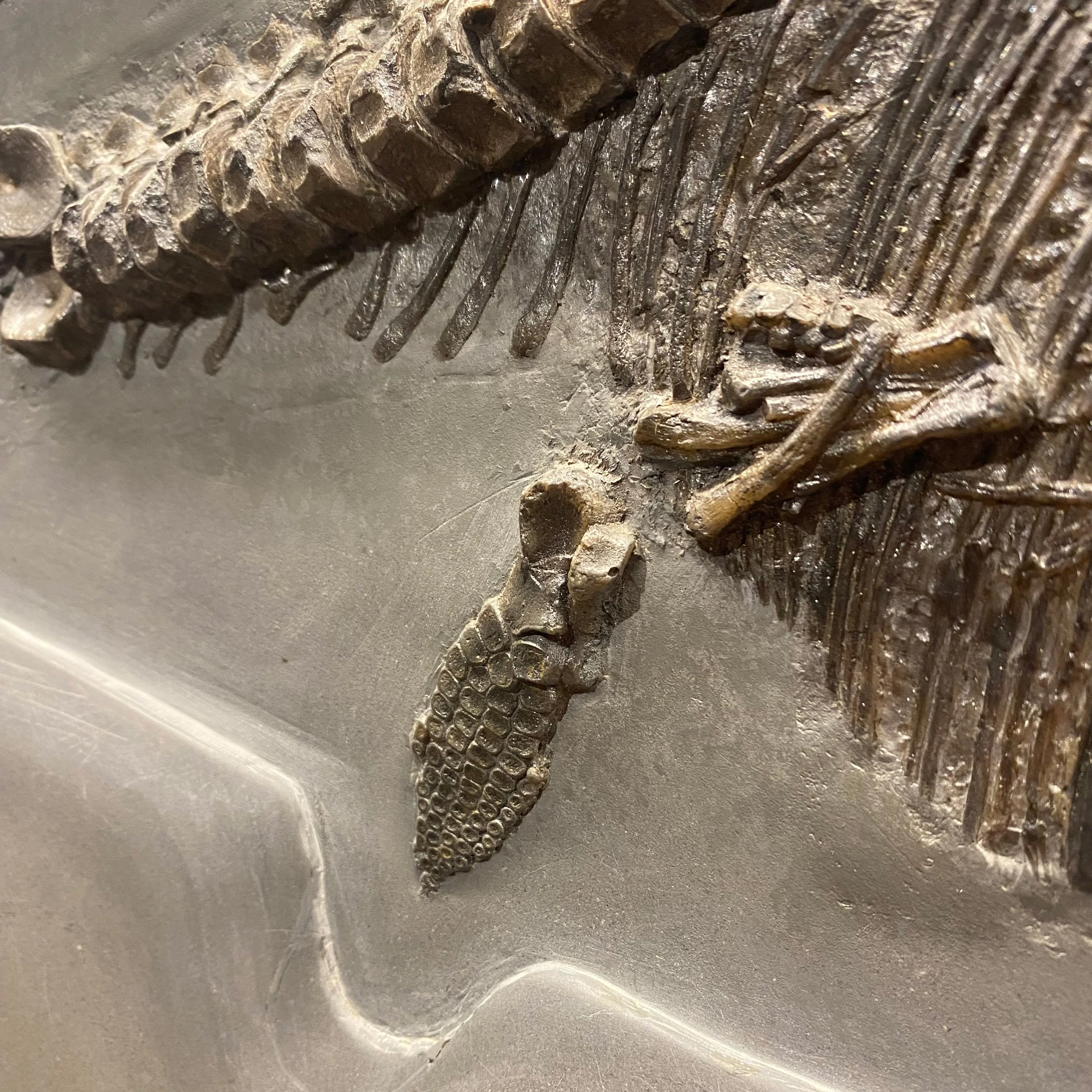 extraordinary-objects-natural-history-icthyosaur-skeleton-detail-1.jpg