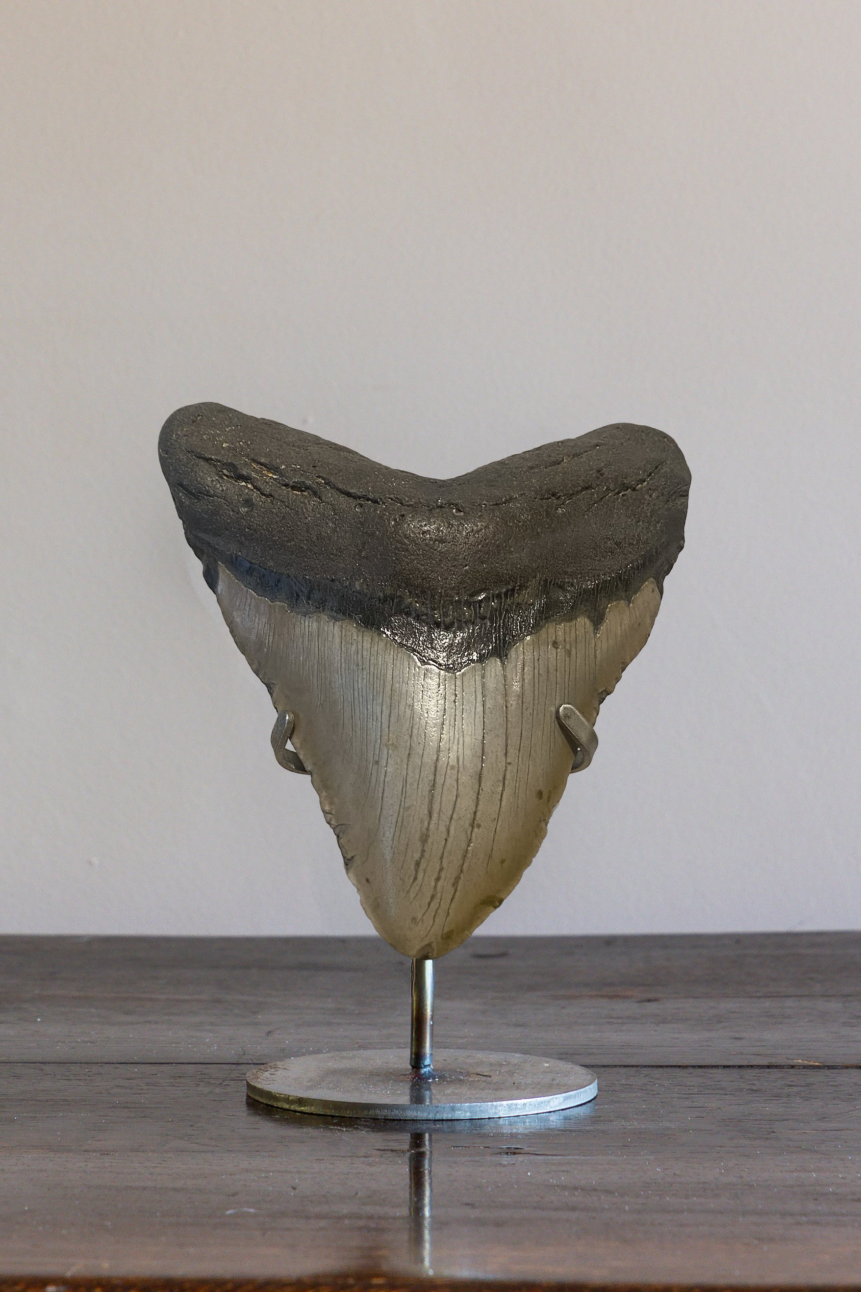Fossilised Megalodon Shark Tooth