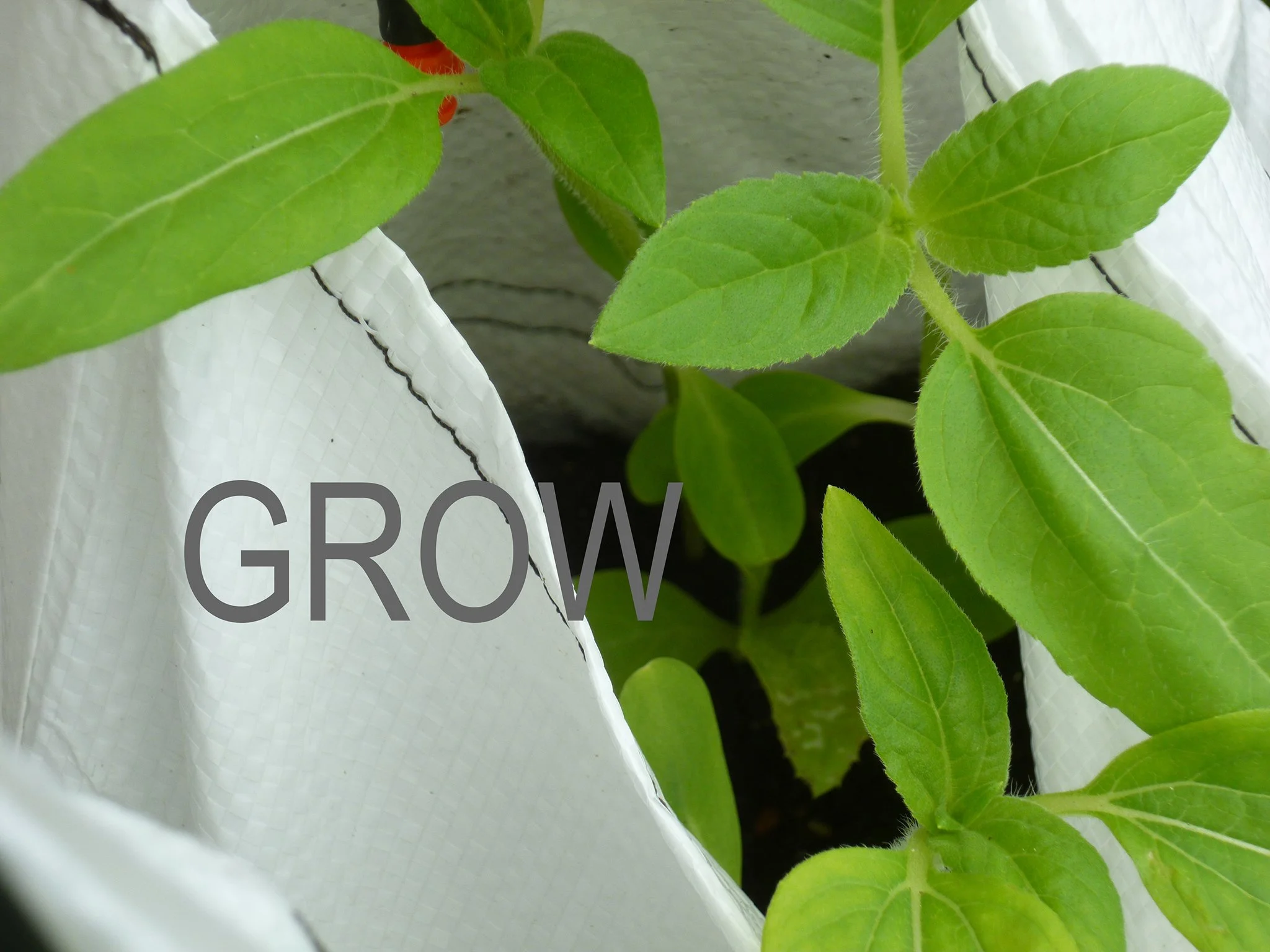 GROW 2011roundtheclock biennale venedig c copy.jpg