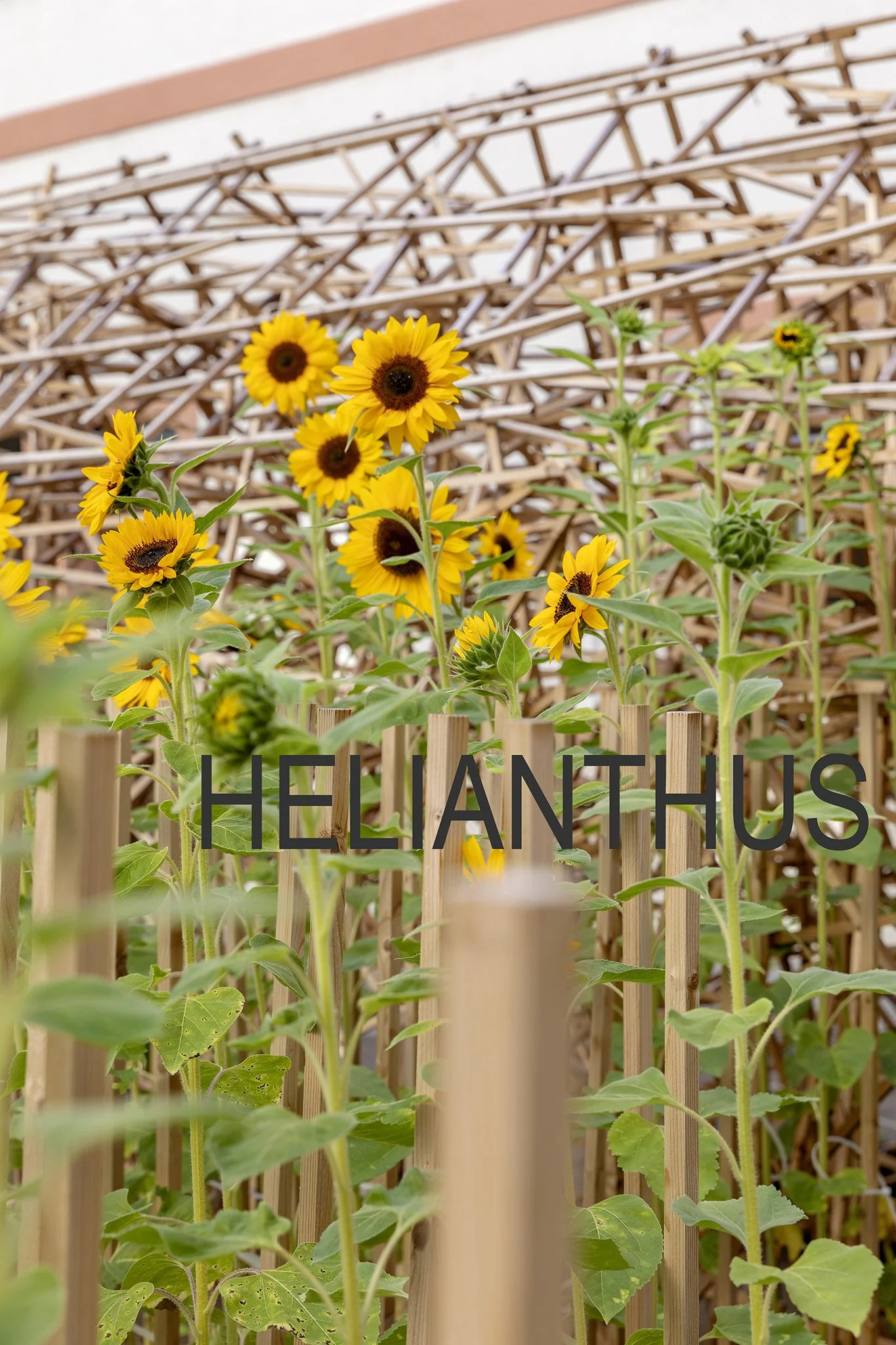 HELIANTHUS 20220805 OIKOS phelps_0035 copy.jpg