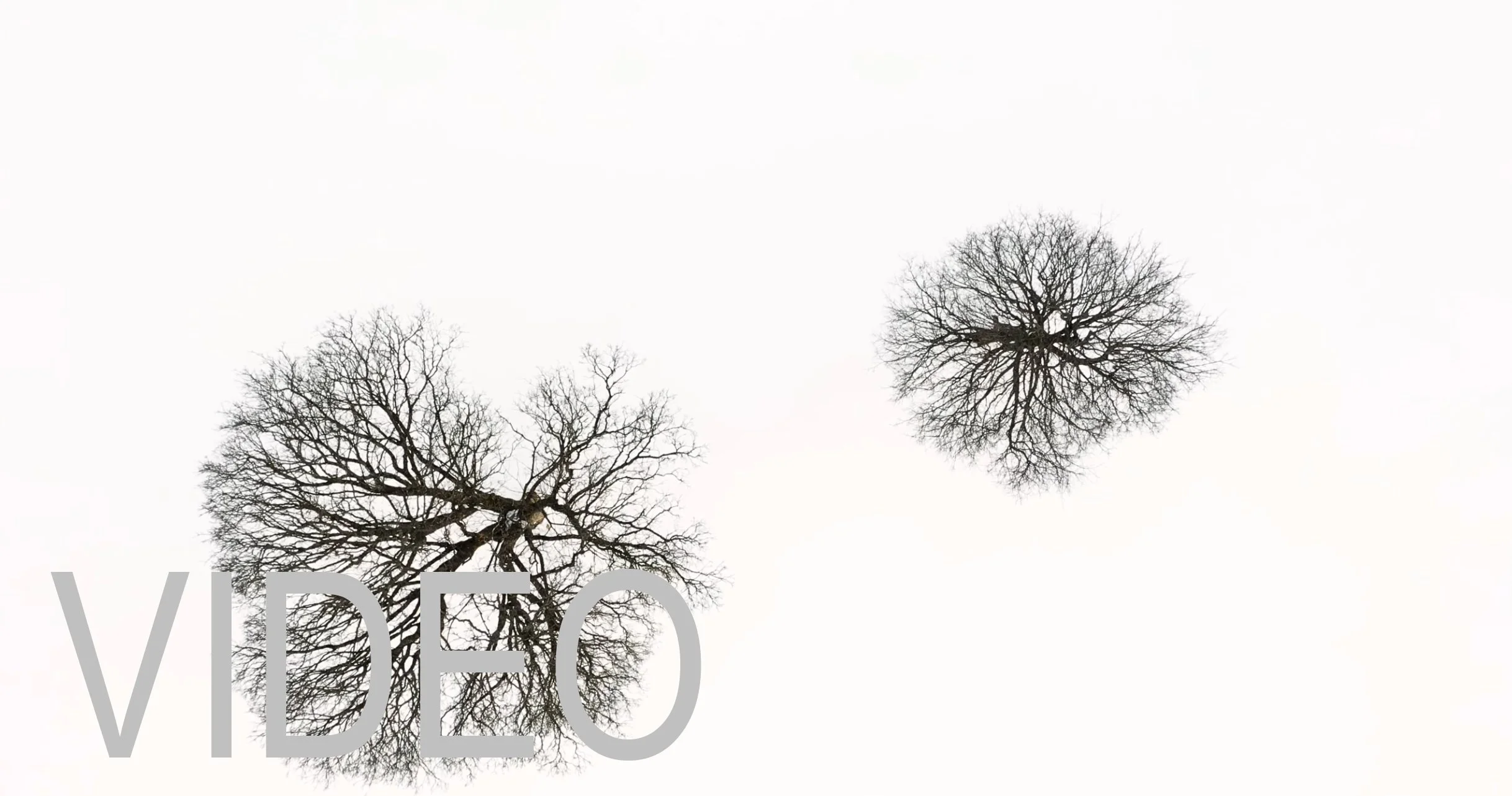 IRIS bergahorn video