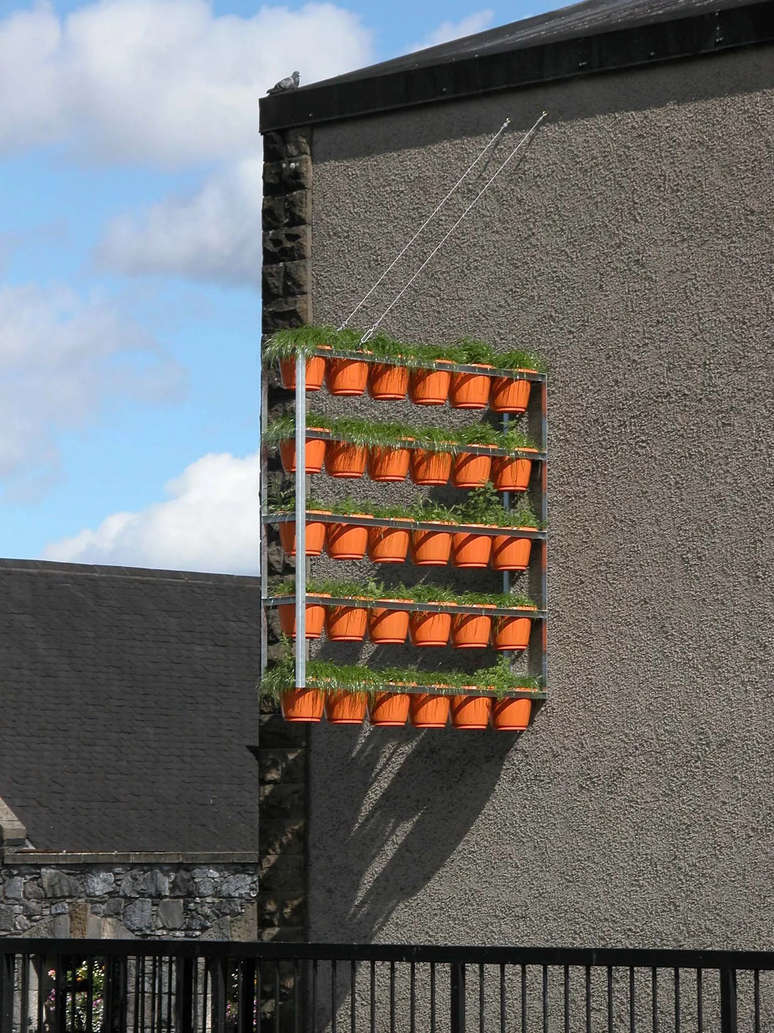 2004_hanging growth, Dufftown, Schottland