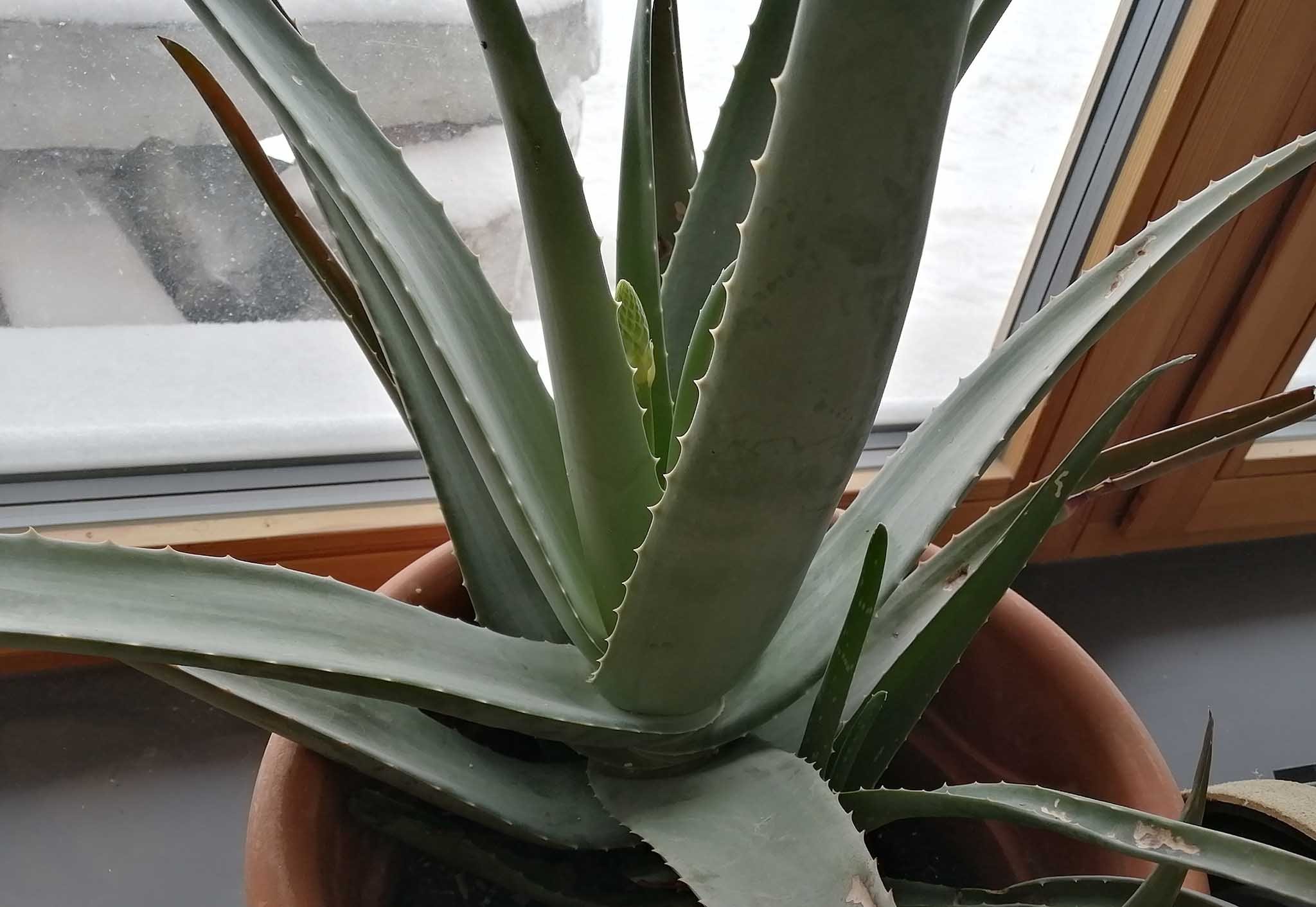 2022_Aloe Vera, Studio, Schwemmberg