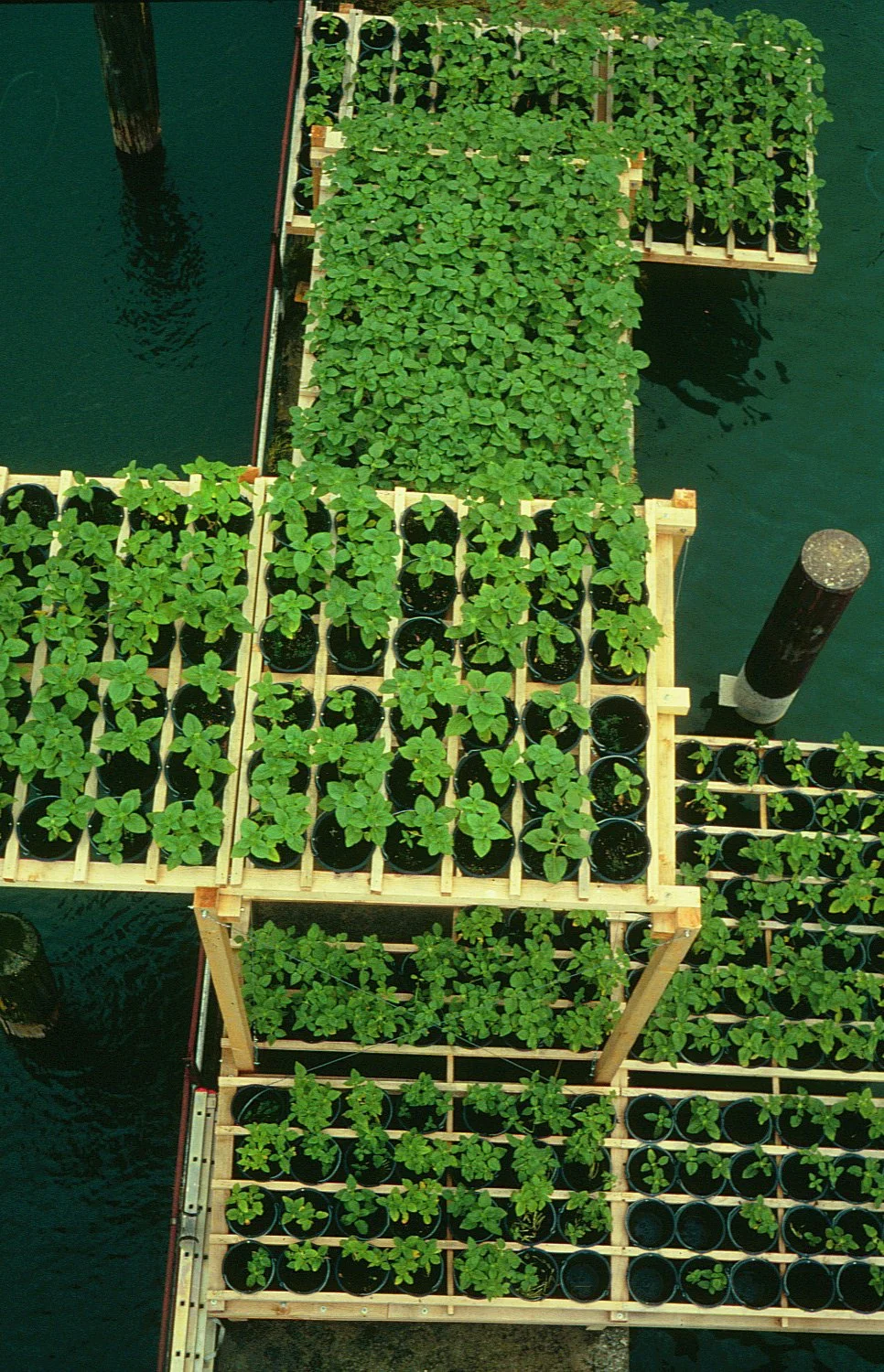 1999_Vier Sonnenblumenfelder, Kunst in der Stadt/Kunsthaus Bregenz, Bregenz