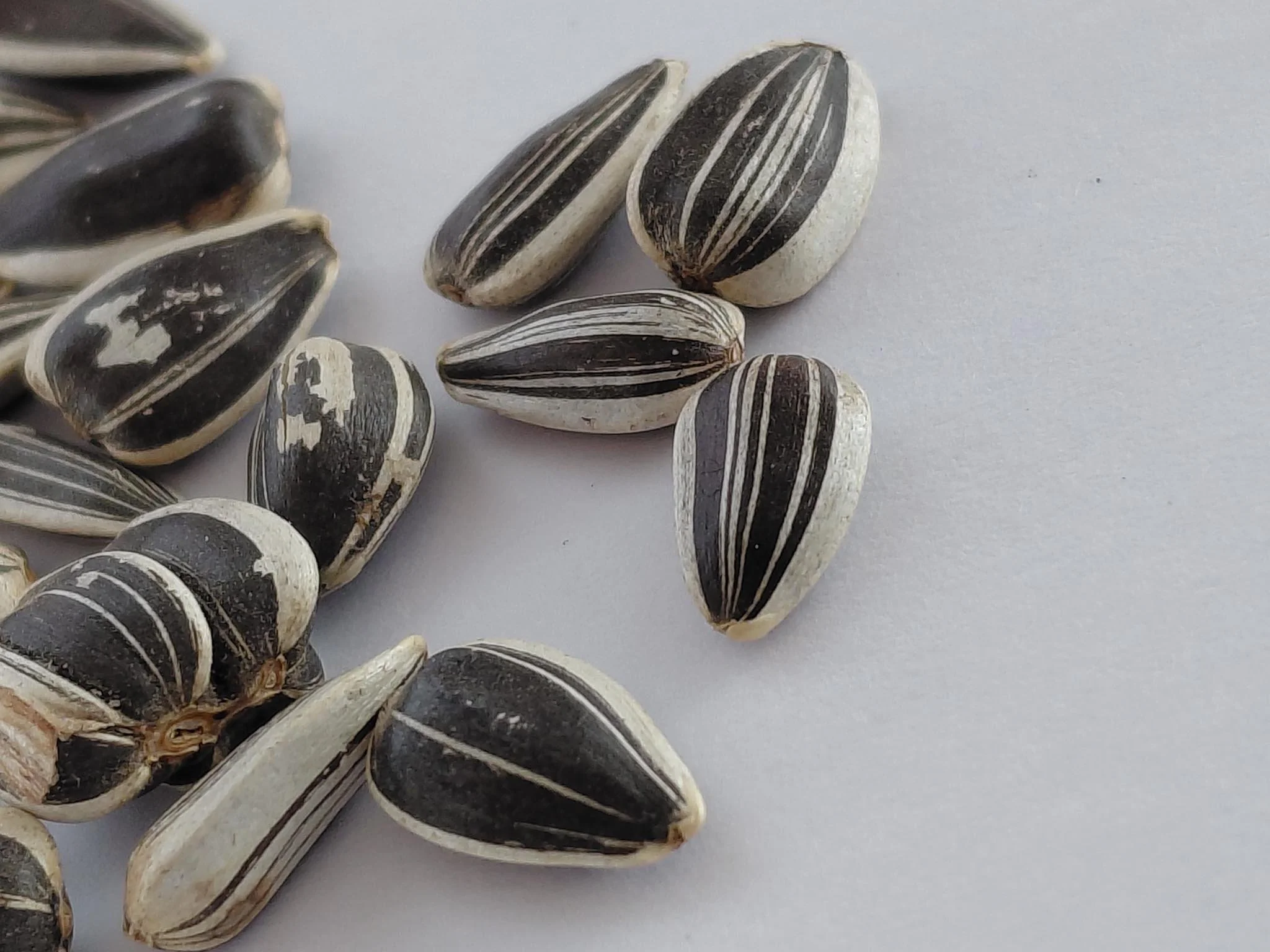 Sonnenblumensamen_Vogelfutter