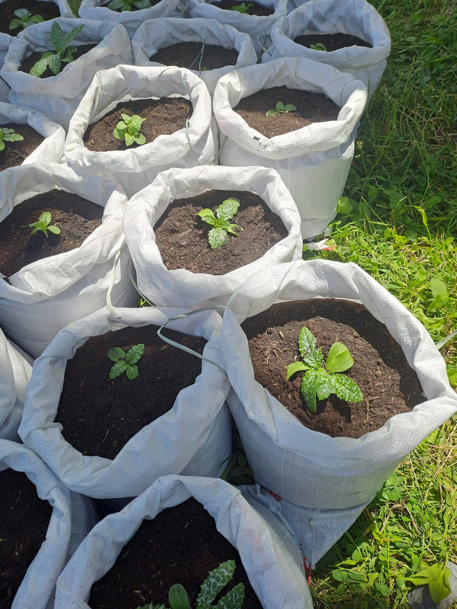 2025_Hühnerkarusell, Mariendisteln, Kunstbühel+, Kitzbühel