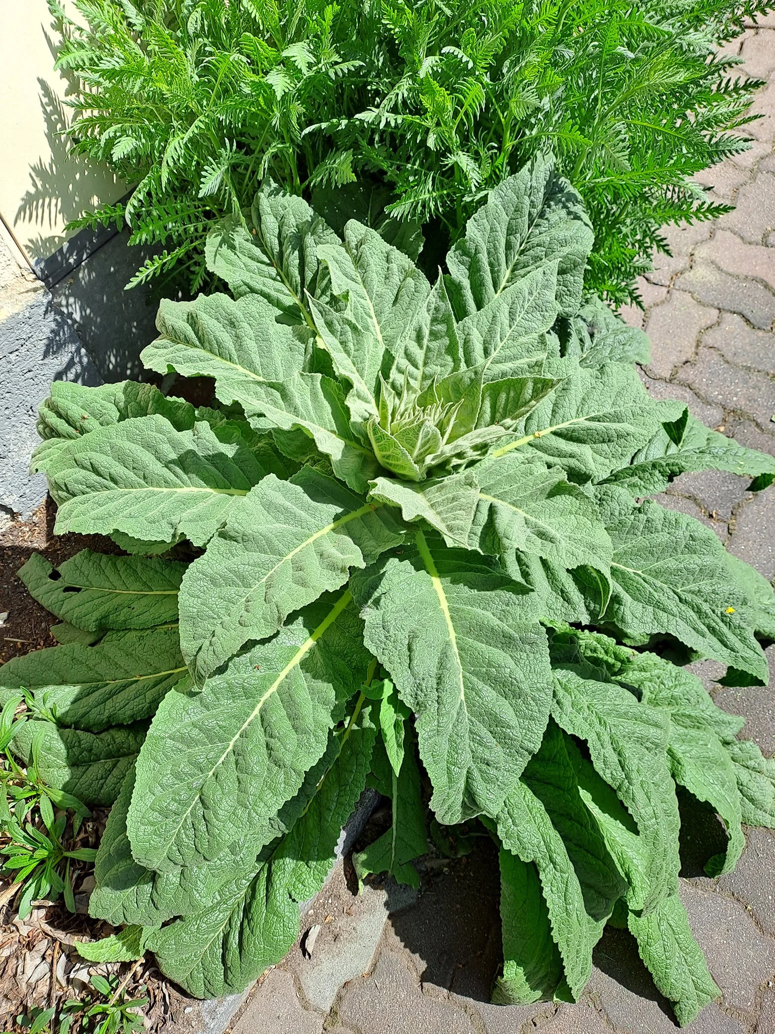 2023_Königskerze, Studio, Radstadt