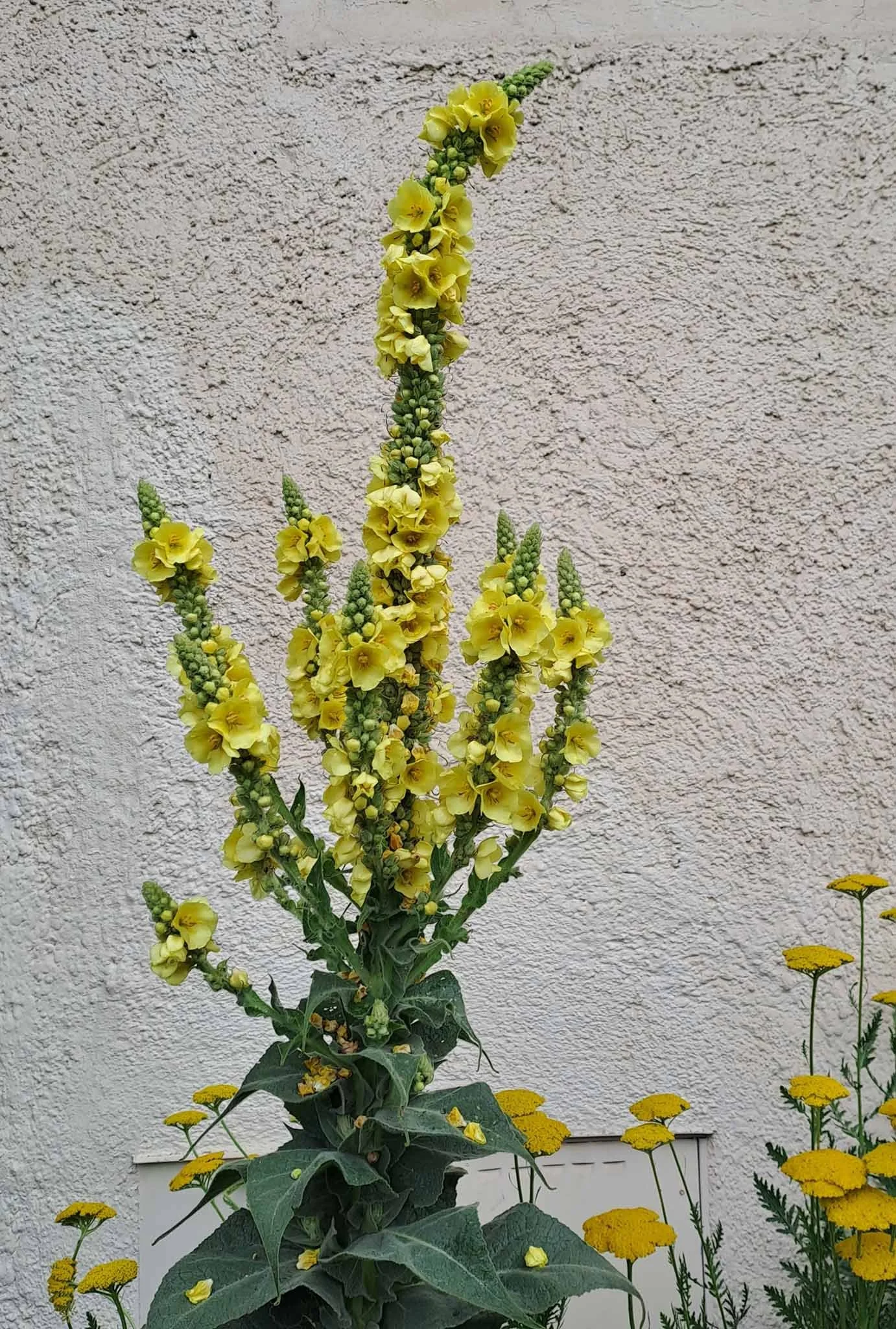 2020_Königskerze, Studio, Radstadt