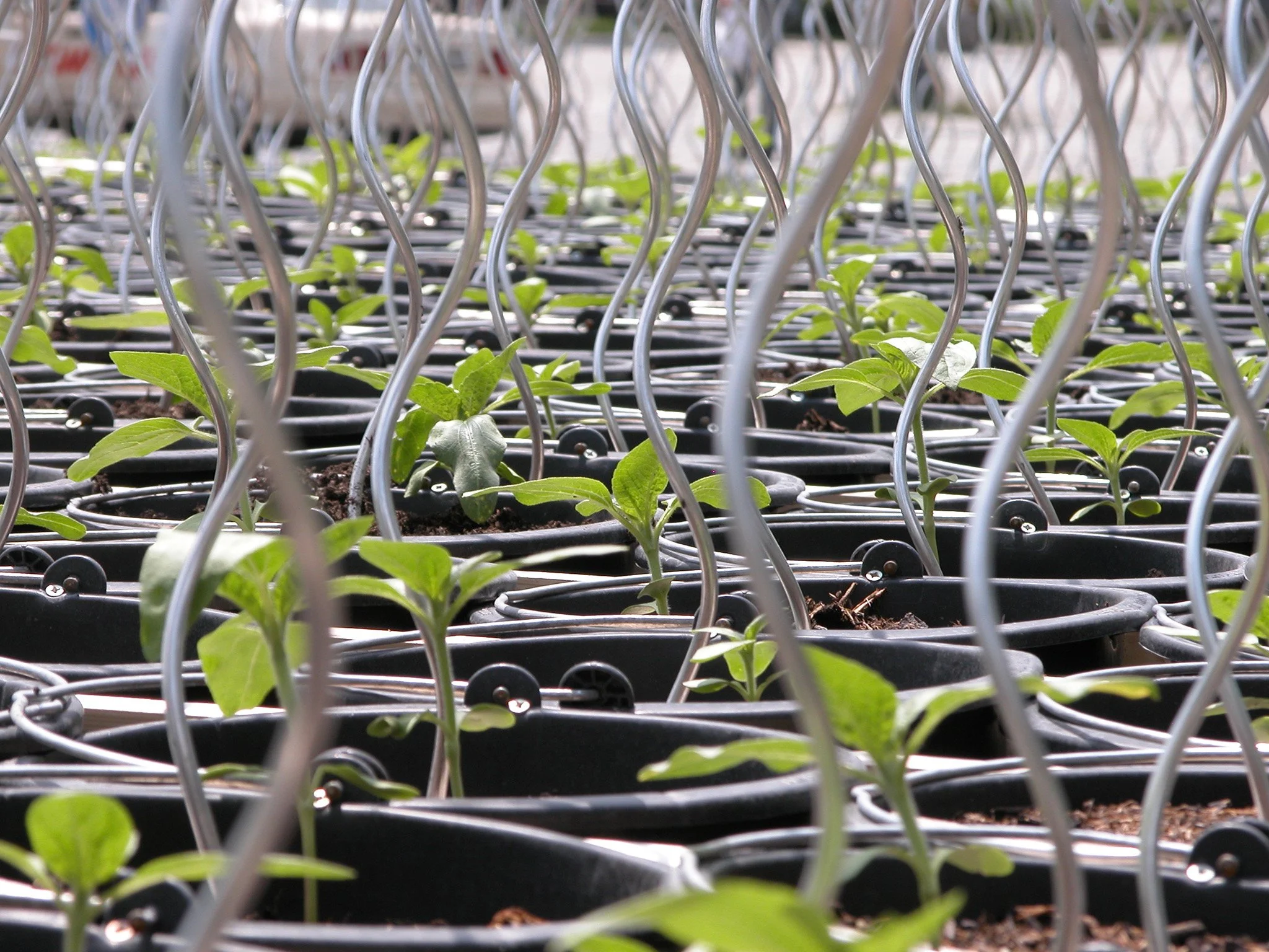 2005_Sonnenblumenfelder, Lenbachhaus, München
