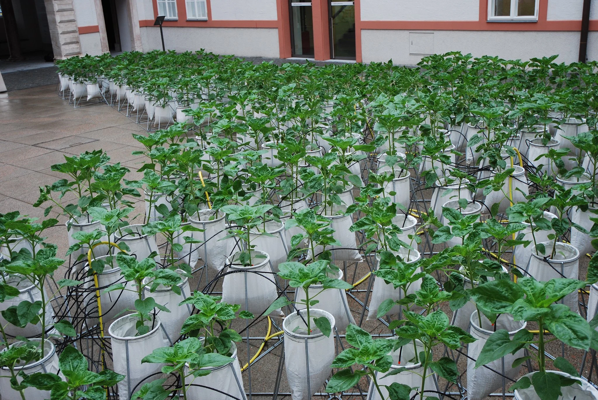 2014_365 Sonnenblumen, Salzburg Museum, Salzburg