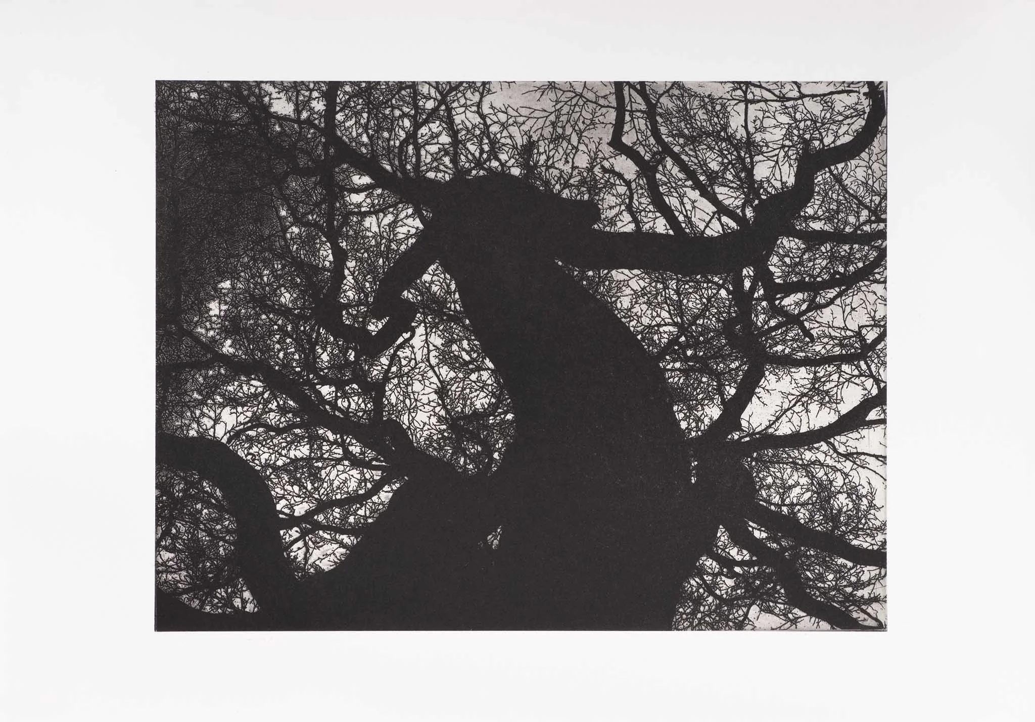 2007_ Lebenslinien, Druckgraphik, Kupferdruck auf Büttenpapier