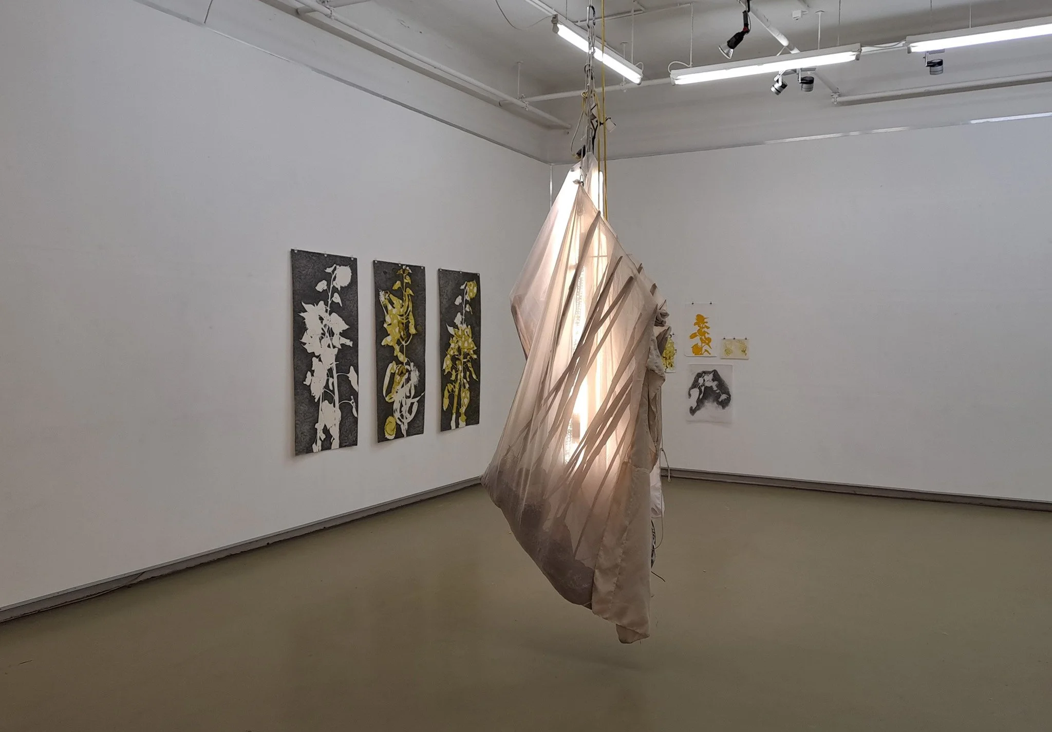 2024_Helianthus, Kunstwerkstatt, Tulln