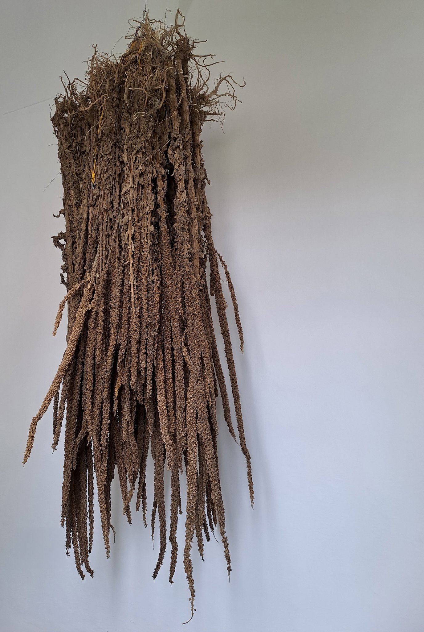 2023_Königskerzen hängend, getrocknet