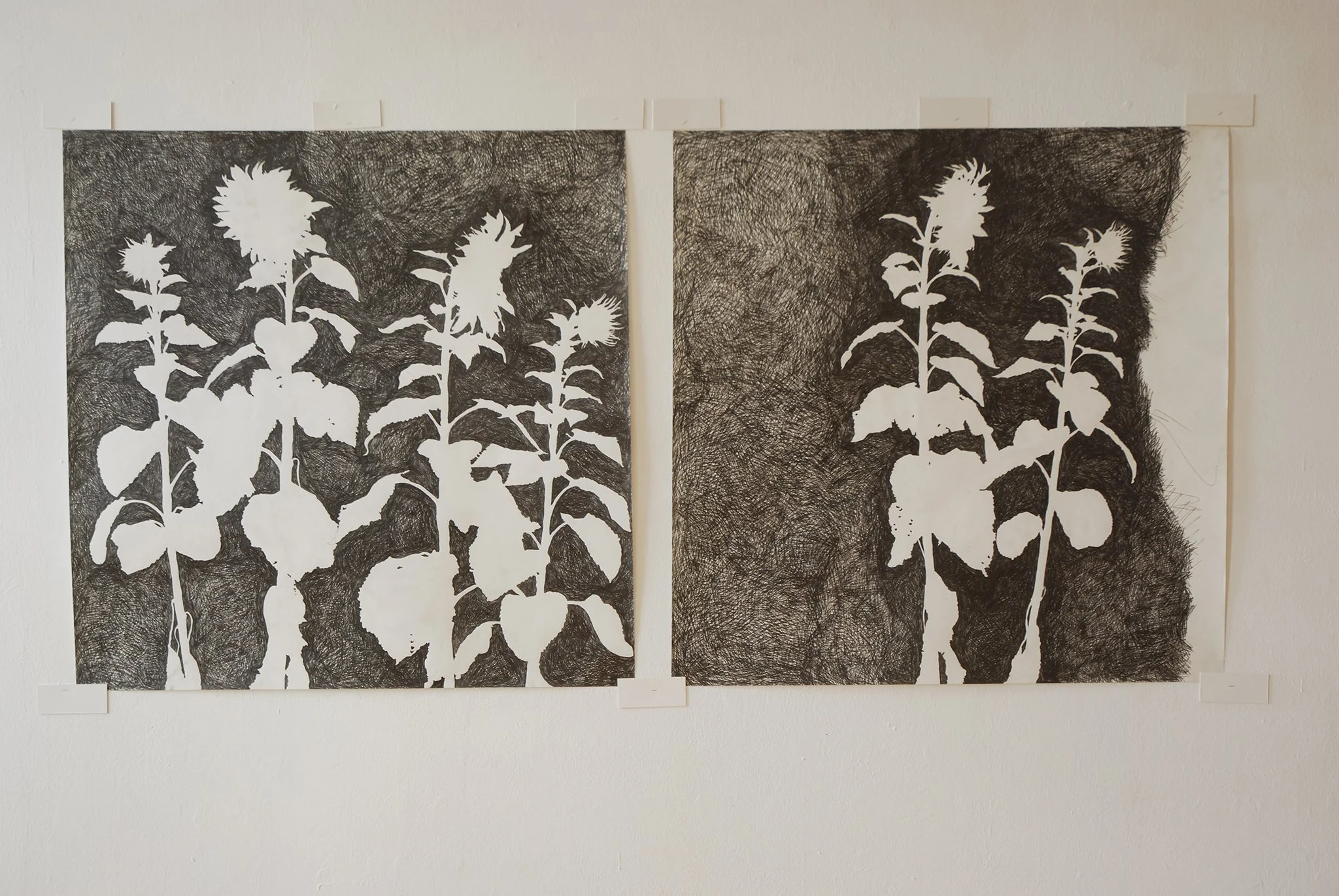 2008_Helianthus Zeichnungen, 100 x 100 cm Bleistift auf Papier  