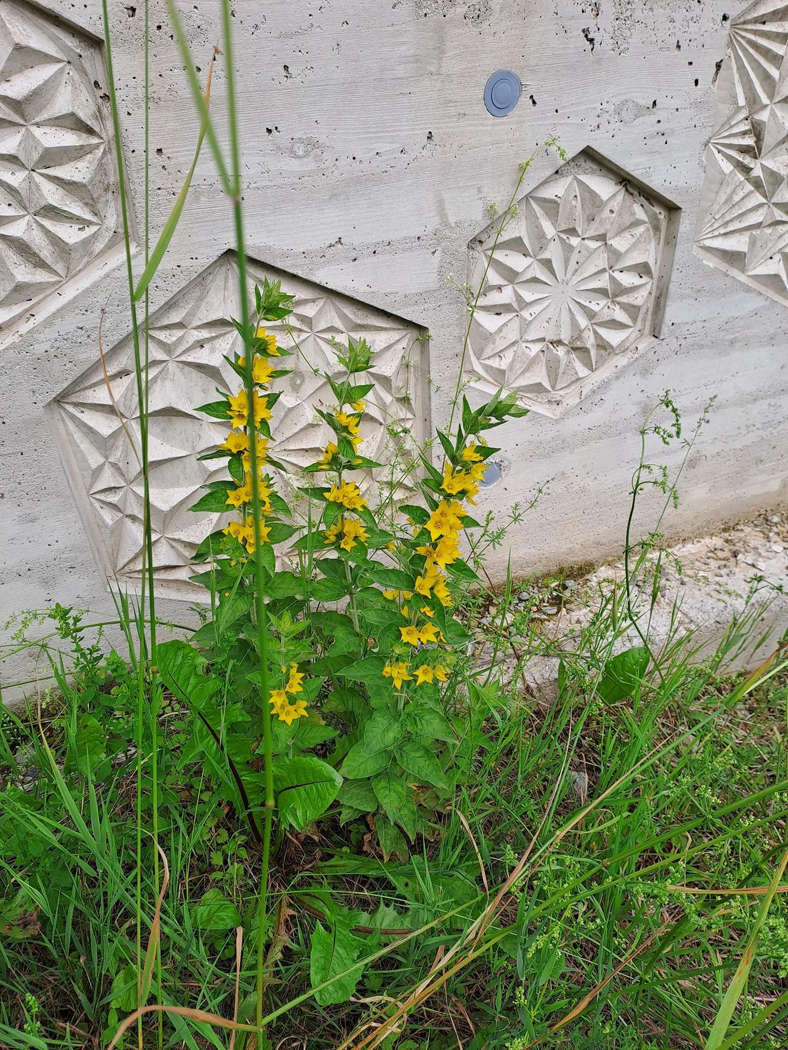 2023_Rosetten, Studio, Schwemmberg