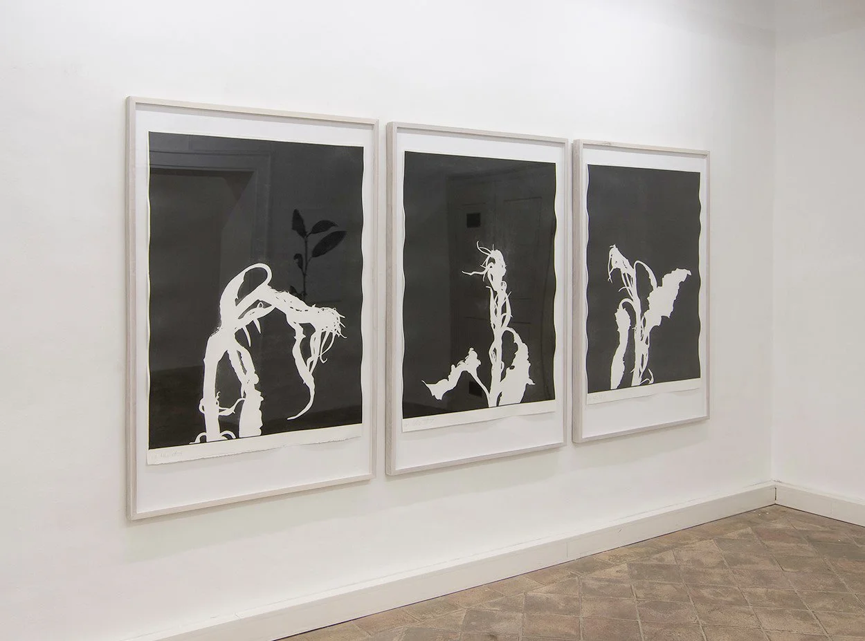 2008_Peacock Serie, Druckgraphik, Strichätzung und Aquatinta auf Büttenpapier