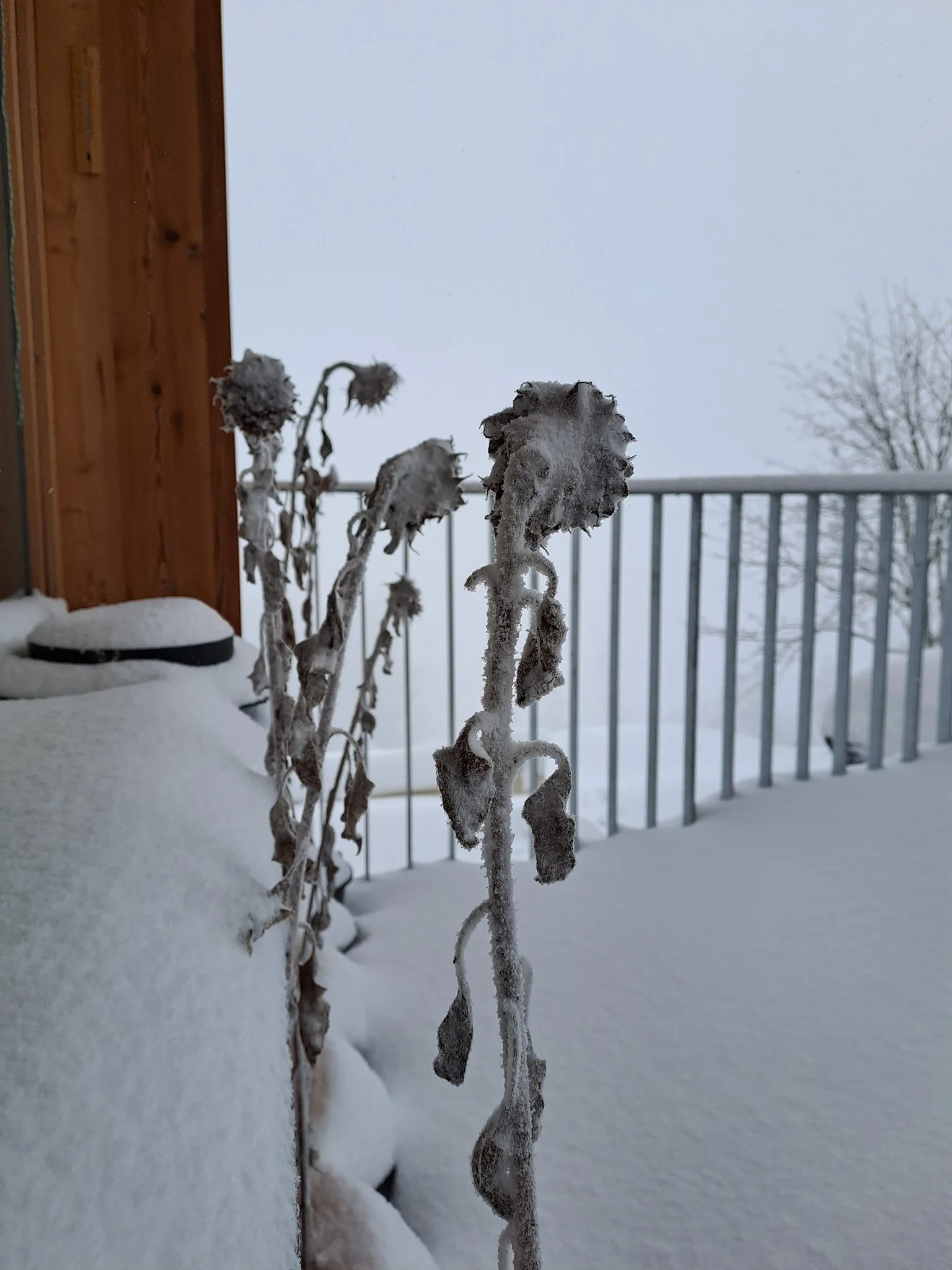 2019_Sonnenblumenwinter, Studio, Schwemmberg