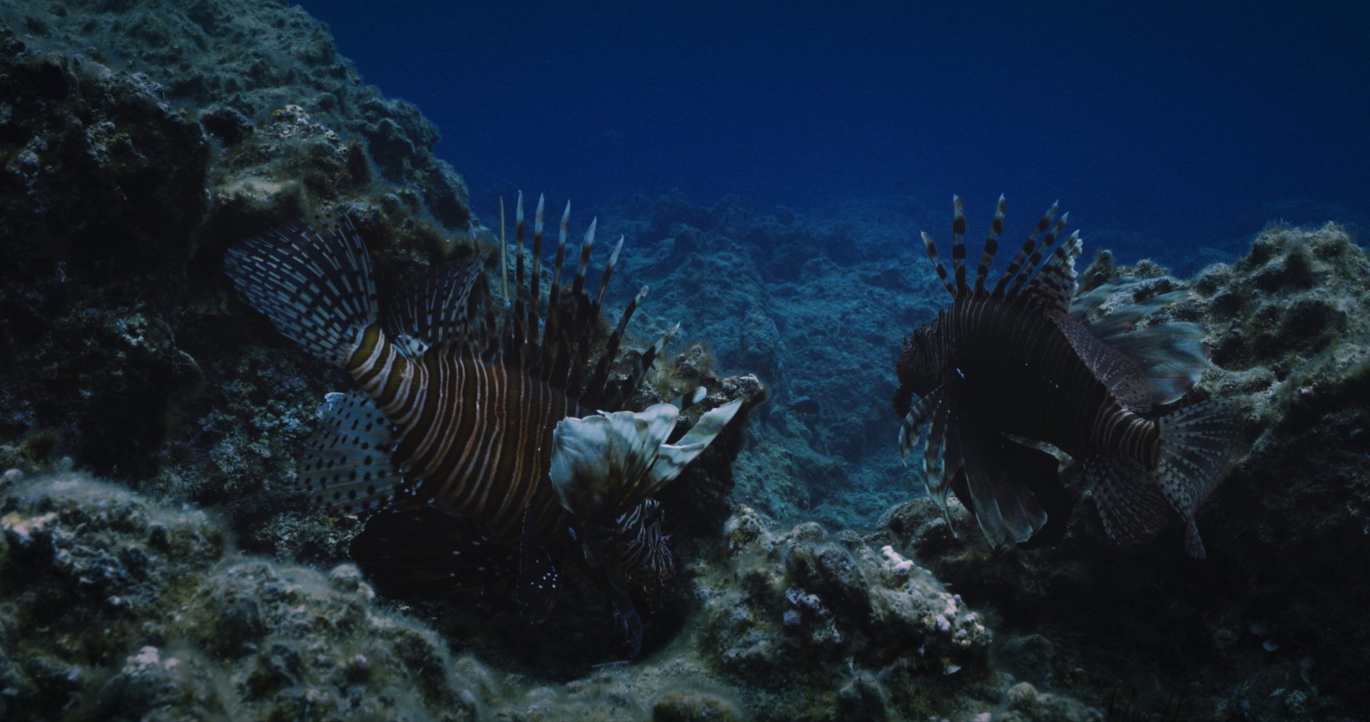 SILENT_INVASION_FULLHD_PRORESS_422HQ 3 (1-05-42-13).jpg