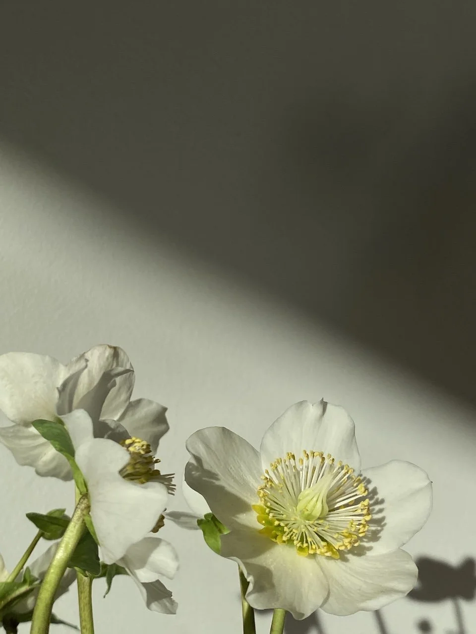 :II Freie Kreationen floraler Arrangements