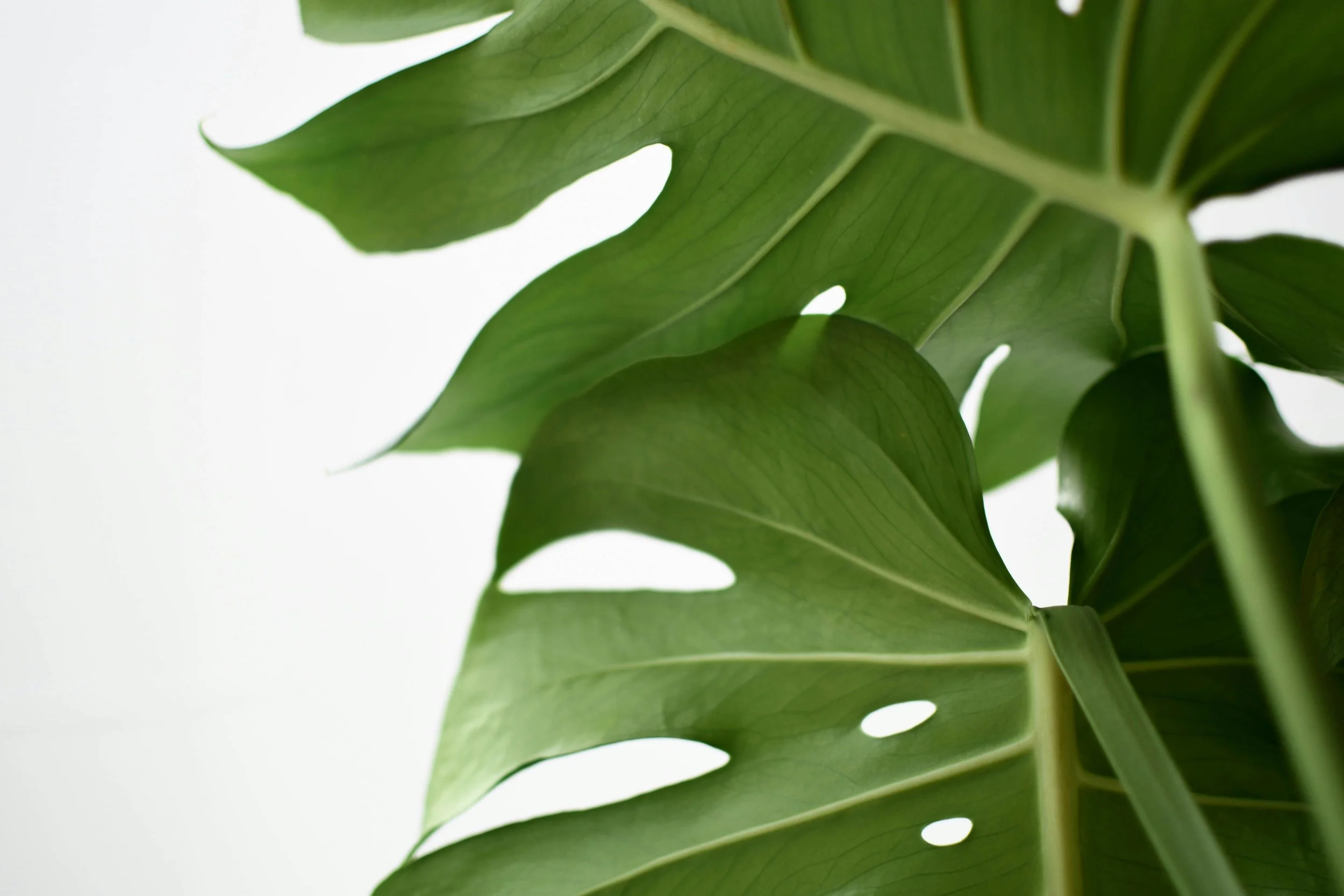 Close-up of a large green monstera leaf with multiple holes and splits, set against a plain white background.