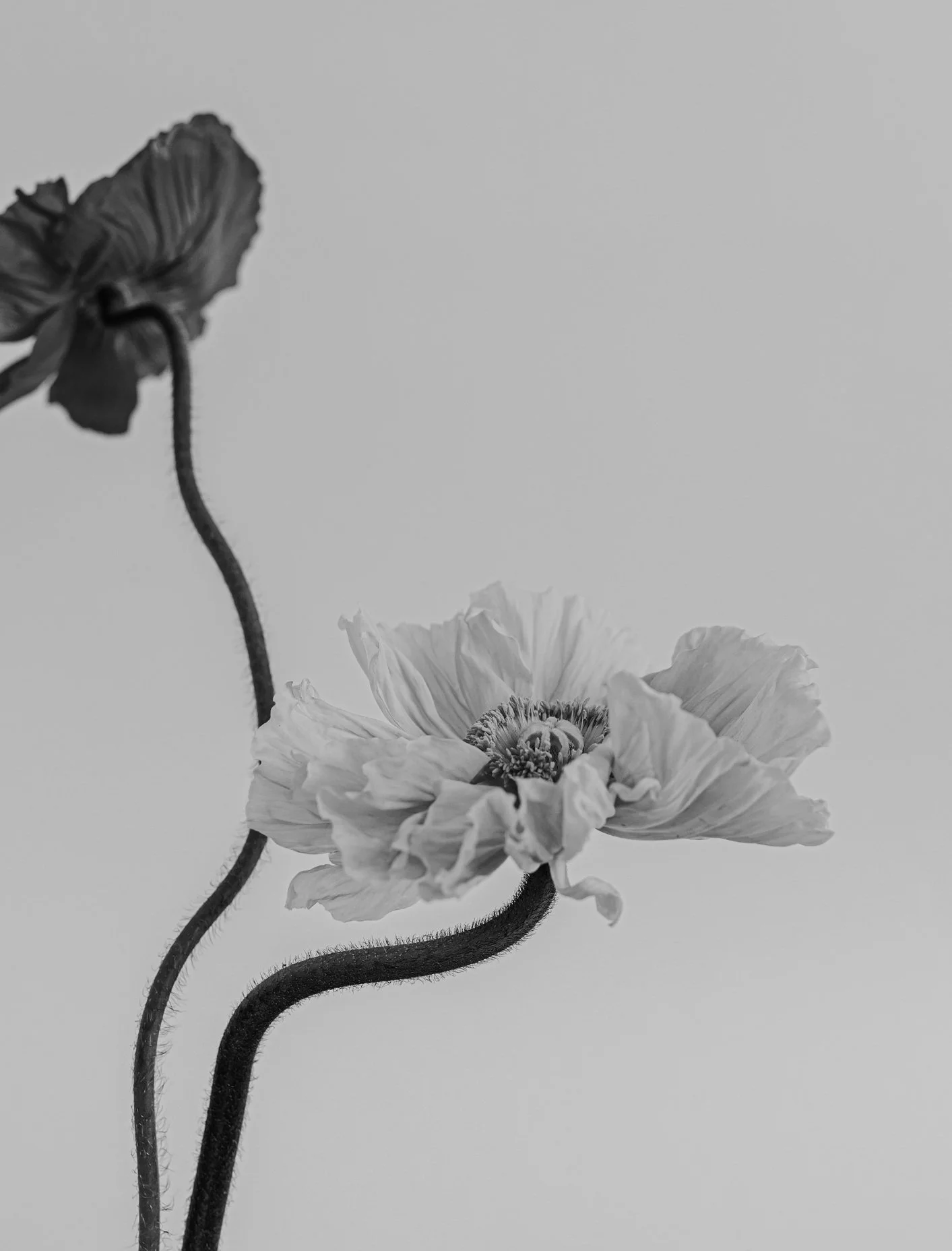 Schwarz-weiße Nahaufnahme von zwei Blumen mit gelockten und gewölbten Blütenblättern, eine blüht, die andere ist verblüht, gegen einen neutralen Hintergrund.