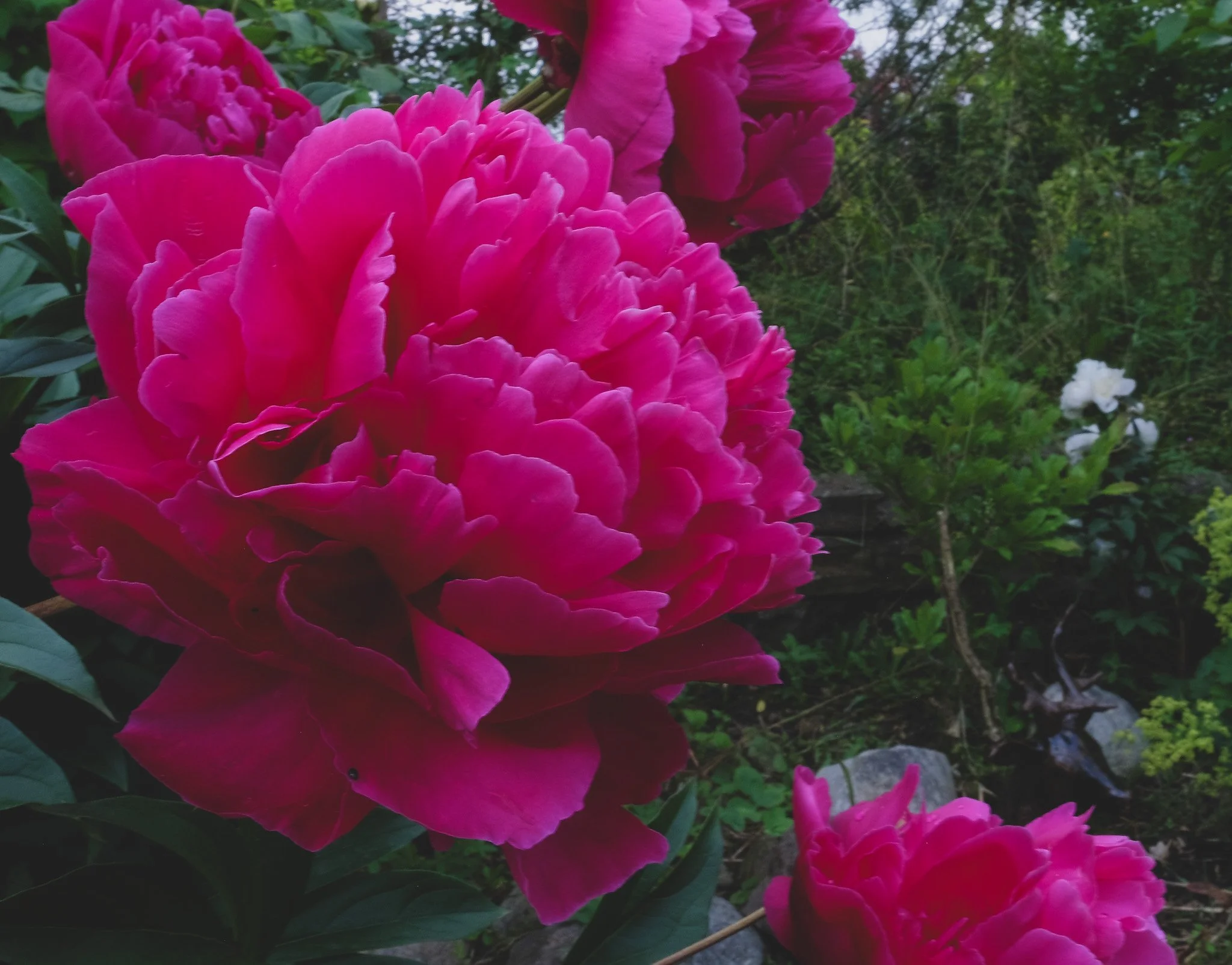 DSCF1905.JPG