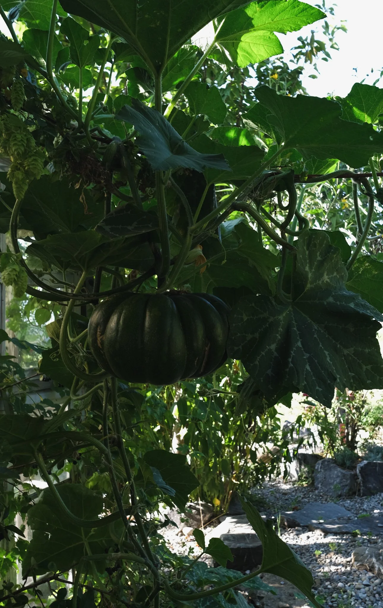 DSCF2409.JPG