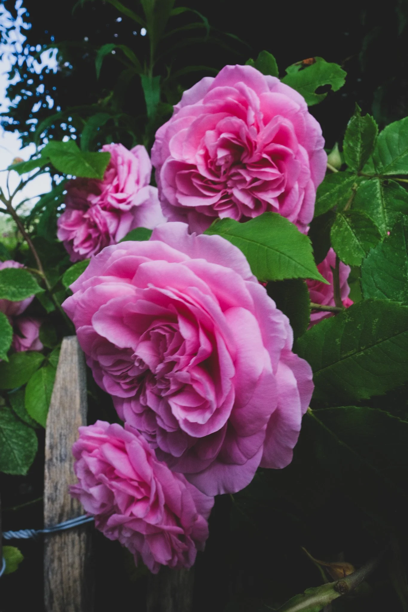 DSCF1925 2.JPG