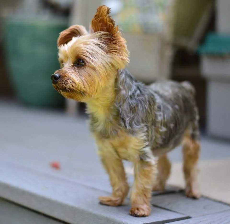 Paco the astrodog by Rebecca Oppenheimer