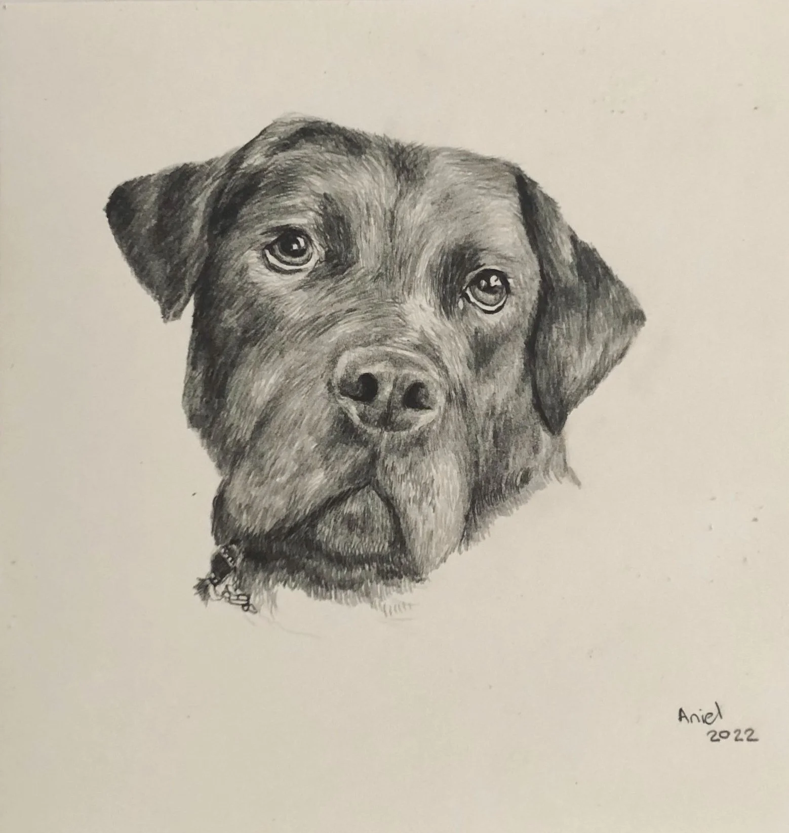 A black and white pencil drawing of a Labrador dog's face, with detailed fur and expressive eyes, signed "Aniel 2022".