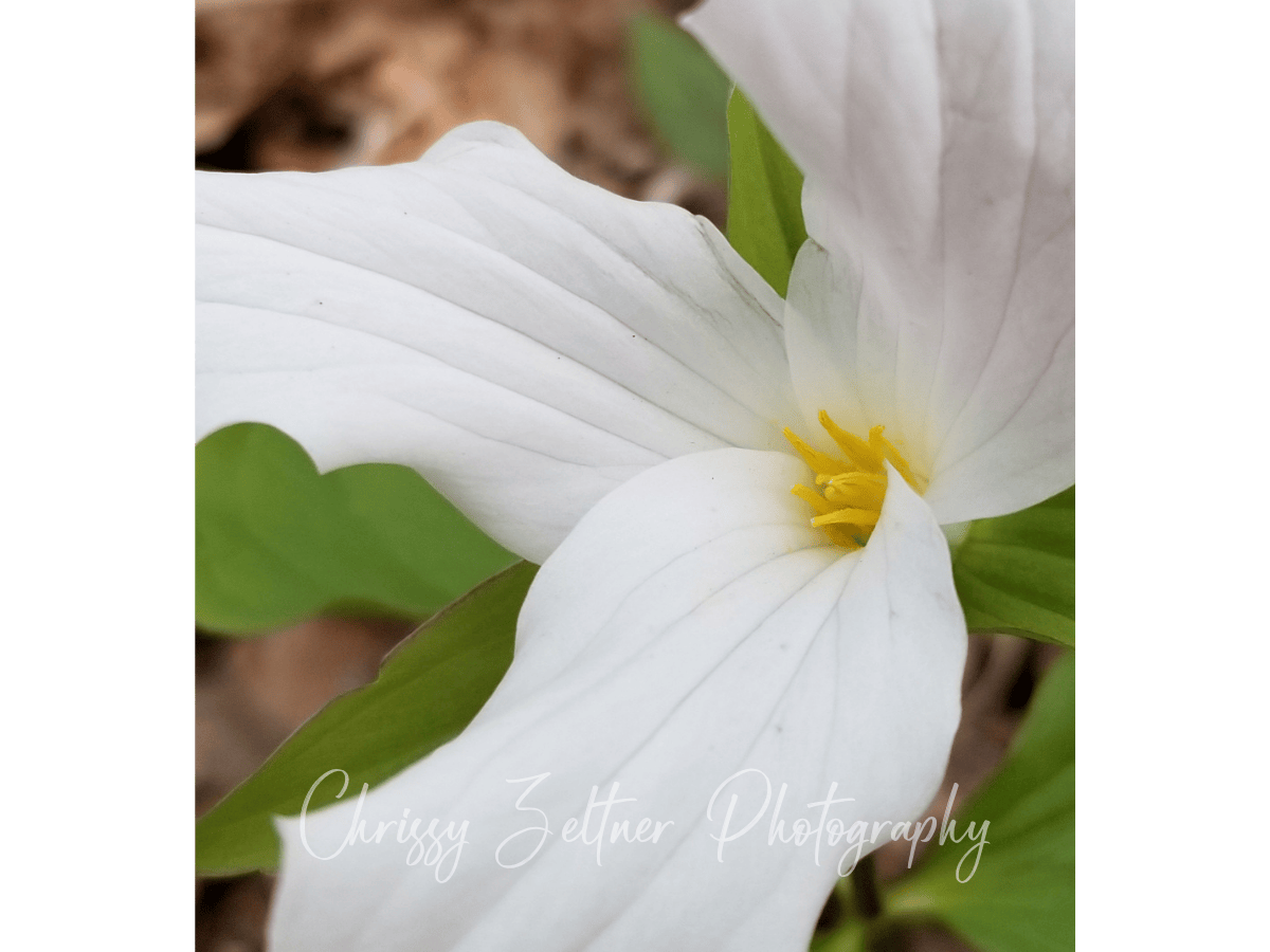 chrissy-zeltner-photography-4.png