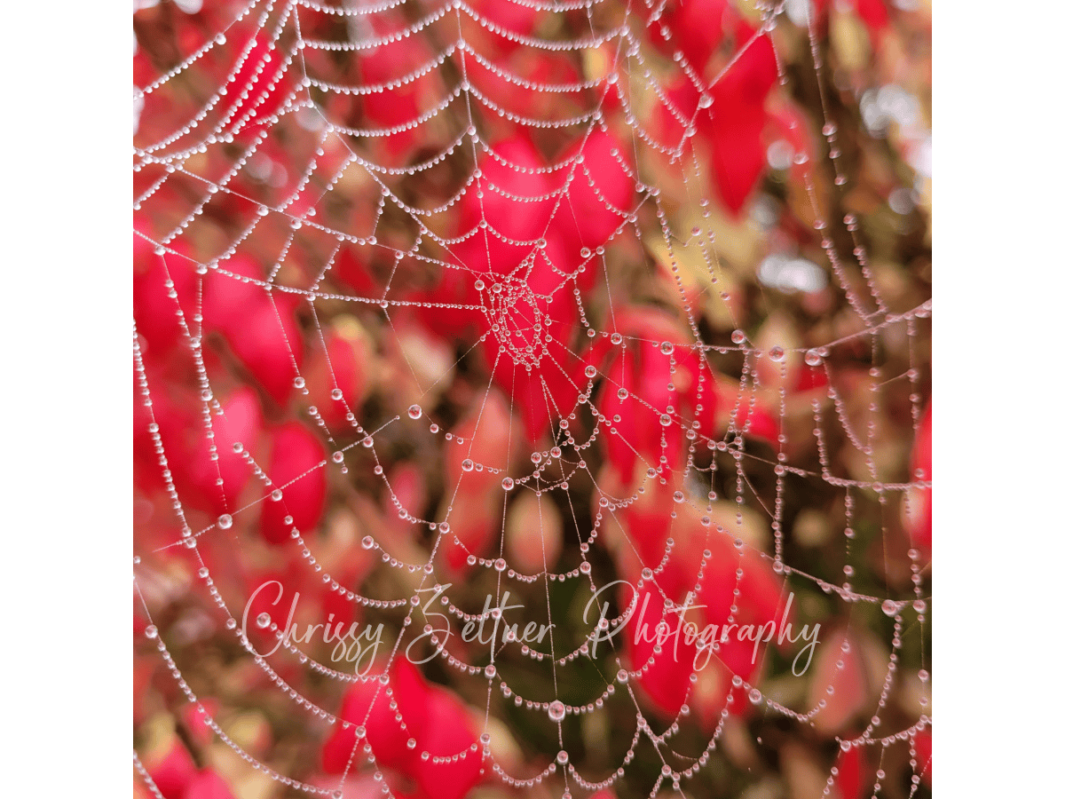 chrissy-zeltner-photography-5.png