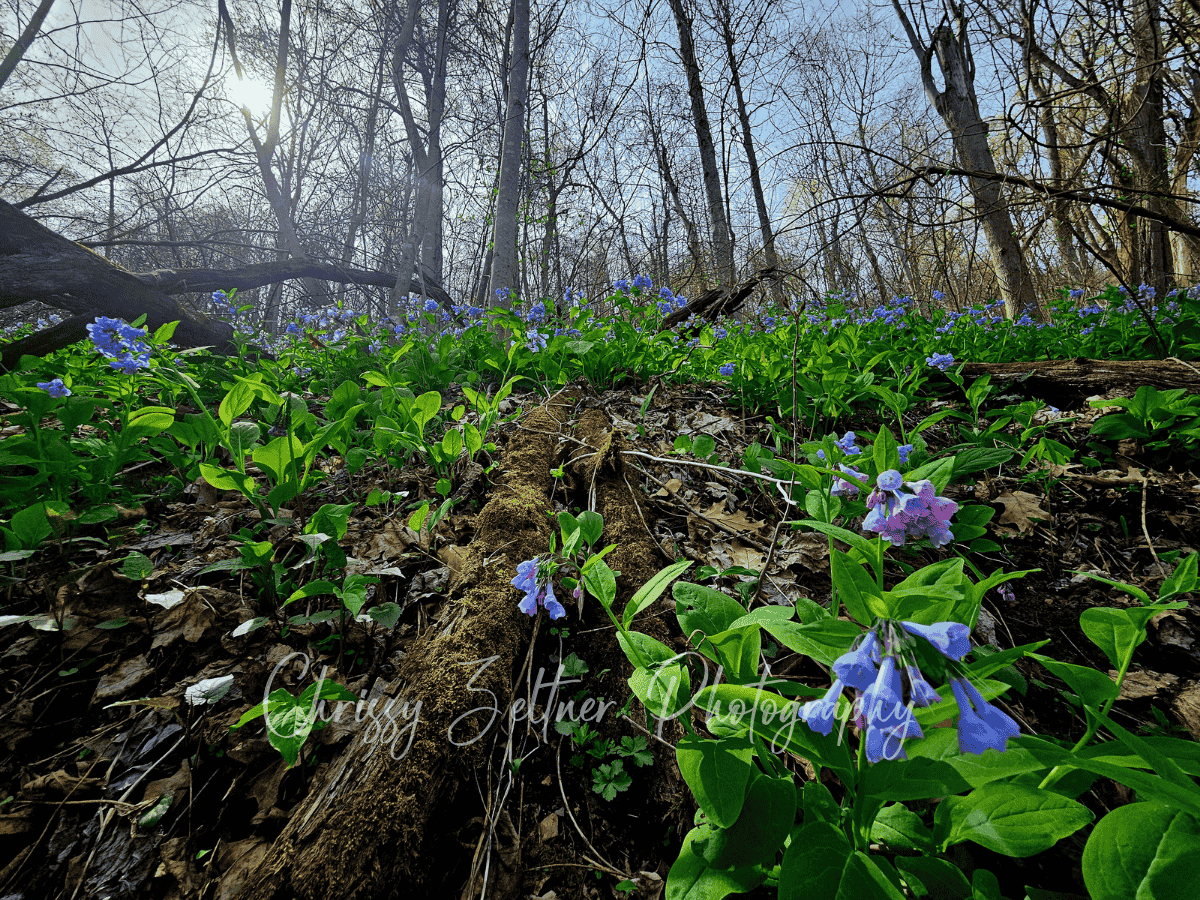 chrissy-zeltner-photography-6.png
