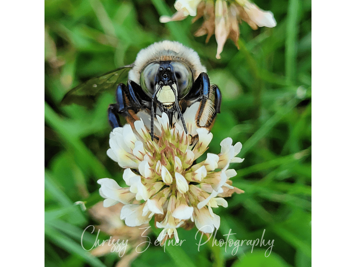 chrissy-zeltner-photography-1 (1).png