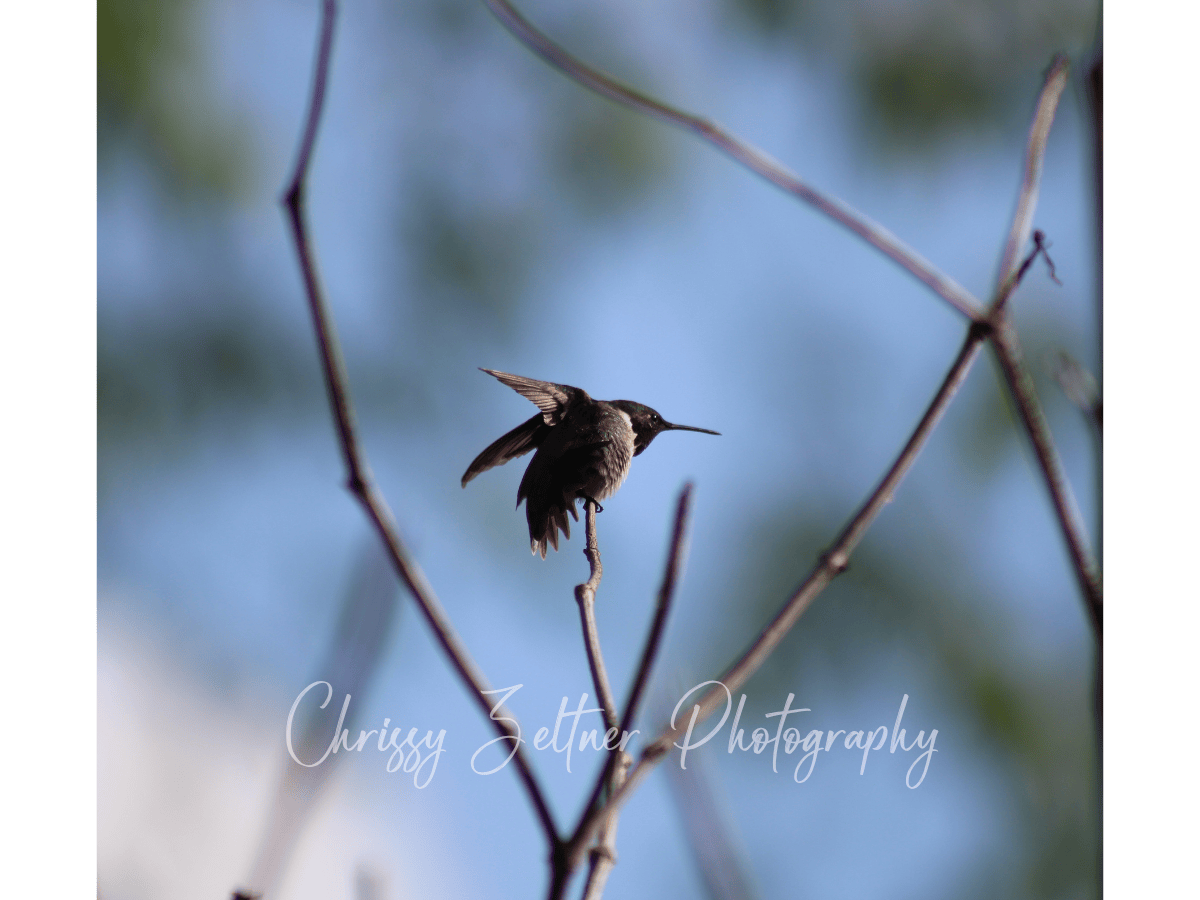 chrissy-zeltner-photography-2.png