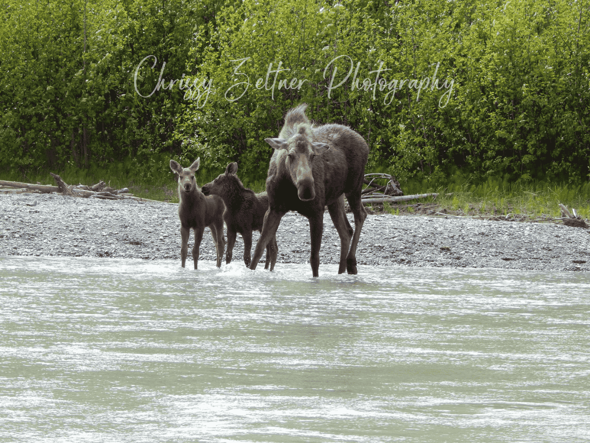 chrissy-zeltner-photography-3.png