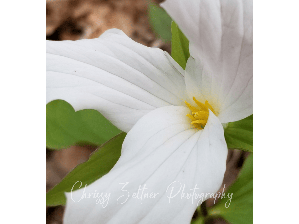 chrissy-zeltner-photography-4.png