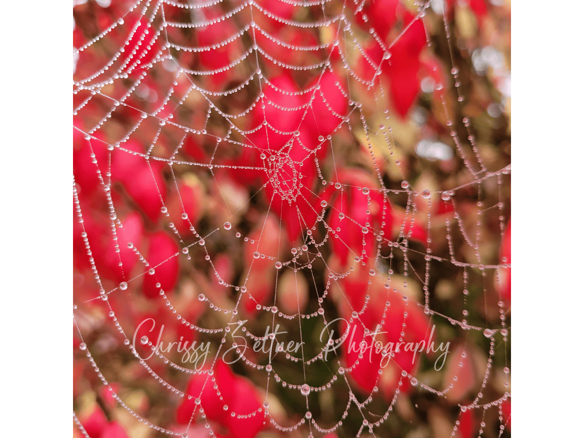chrissy-zeltner-photography-5.png