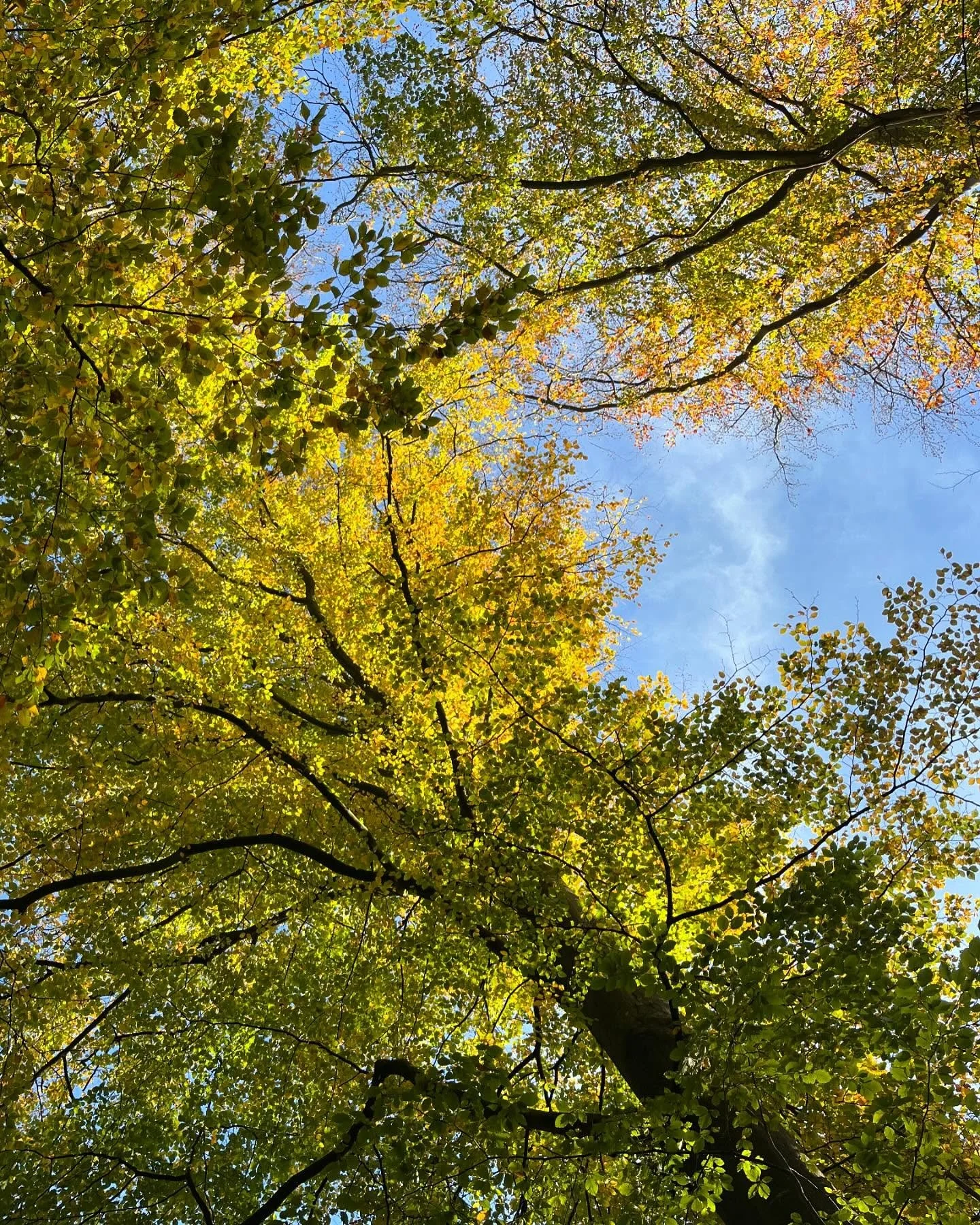 There&rsquo;s nothing like a calm sunny day ☀️🍂🥰 

#calm #nowind #silence #innerpeace #nothoughts #mindful #enjoyingthepresentmoment #healingpowerofnature #grateful #autumn #lettinggo #surrender
