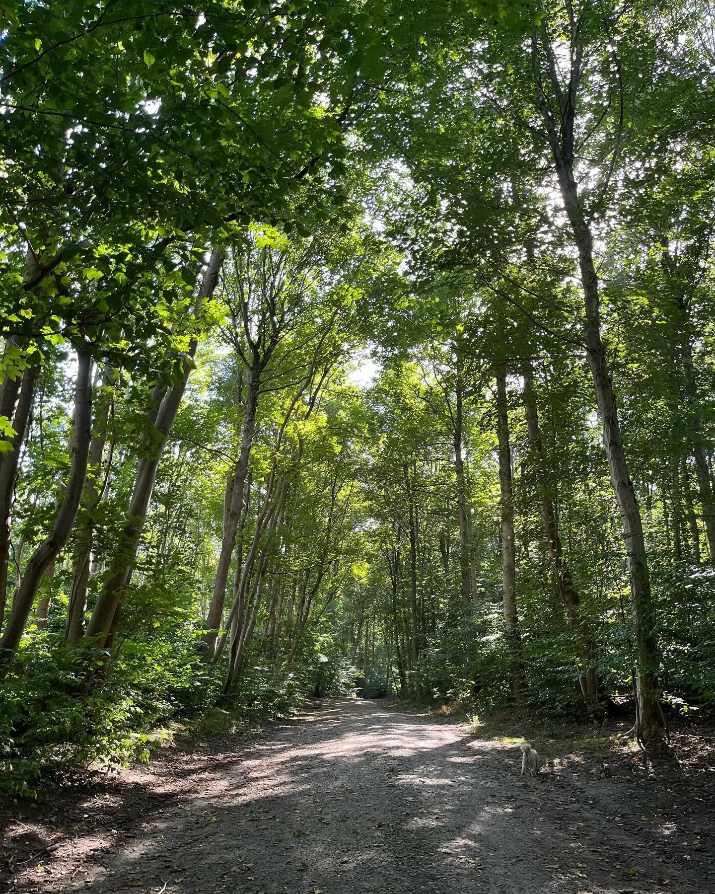 Resistance is the invisible force that keeps us stuck, replaying the same challenges over and over 🌀

When we fight against the present moment, we create tension within ourselves, blocking the flow of abundance, joy, and peace 🕊️🩷

What if we chos