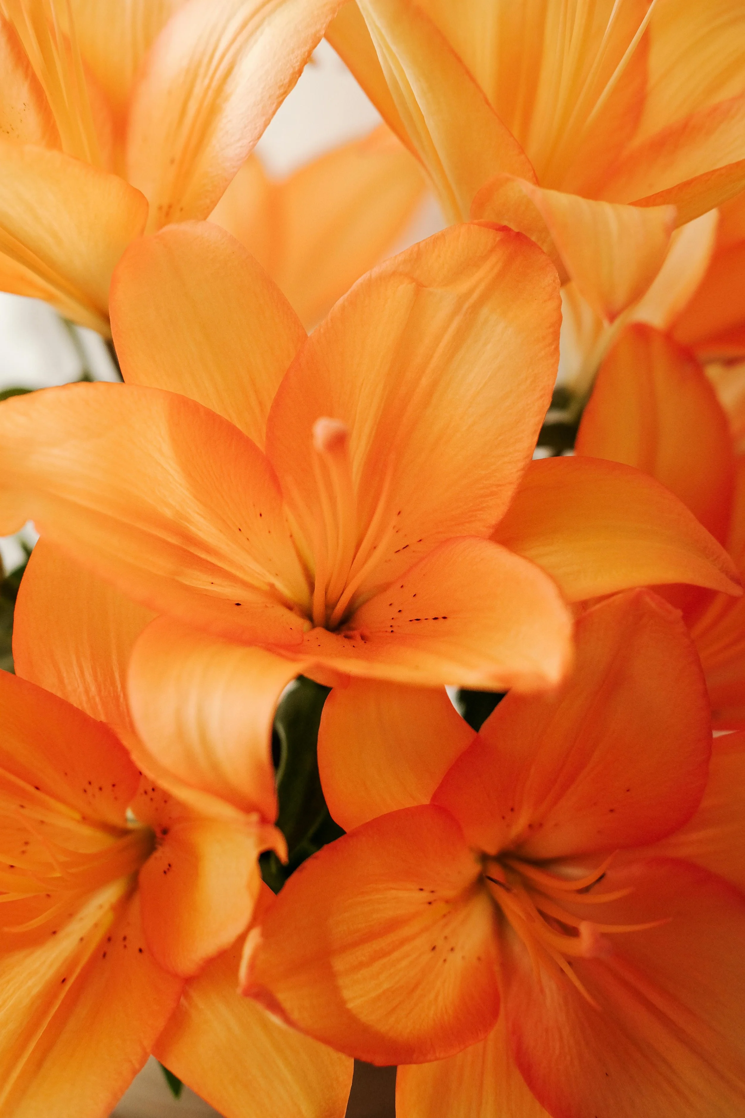 Giglio arancione in primo piano.